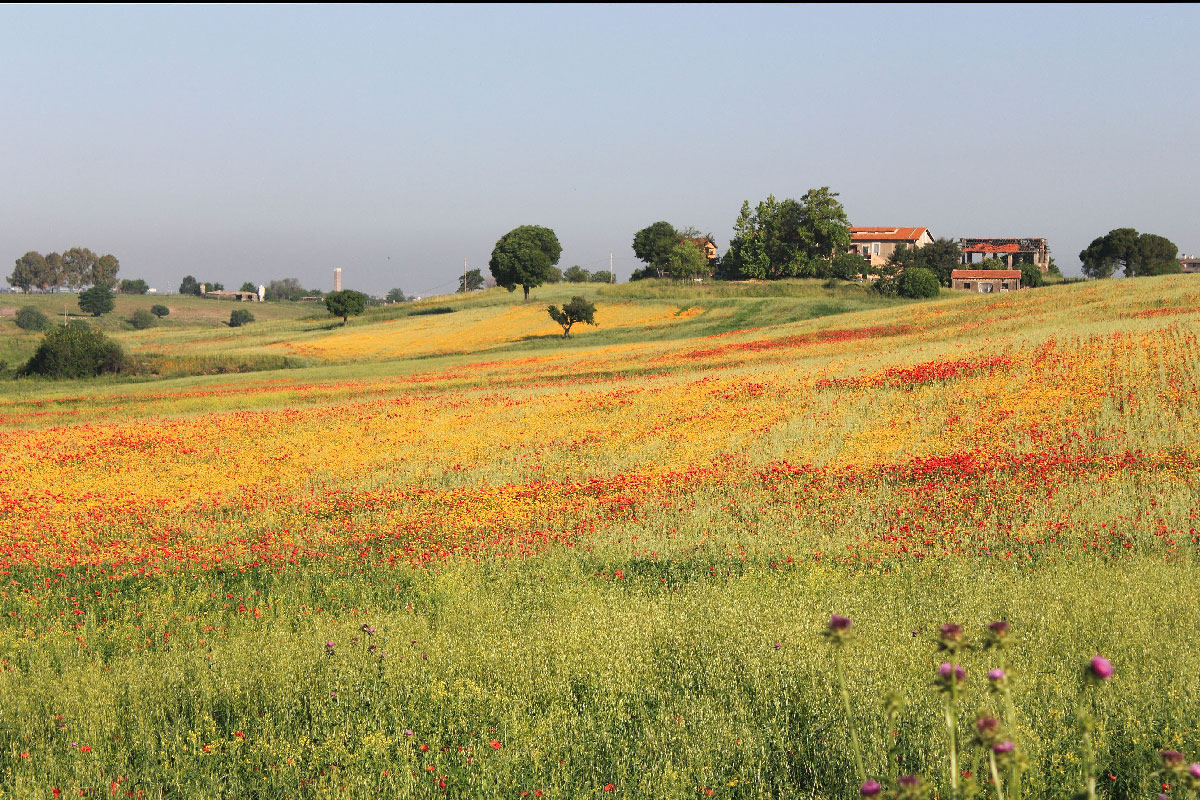 Campagna Romana In via d'estinzione