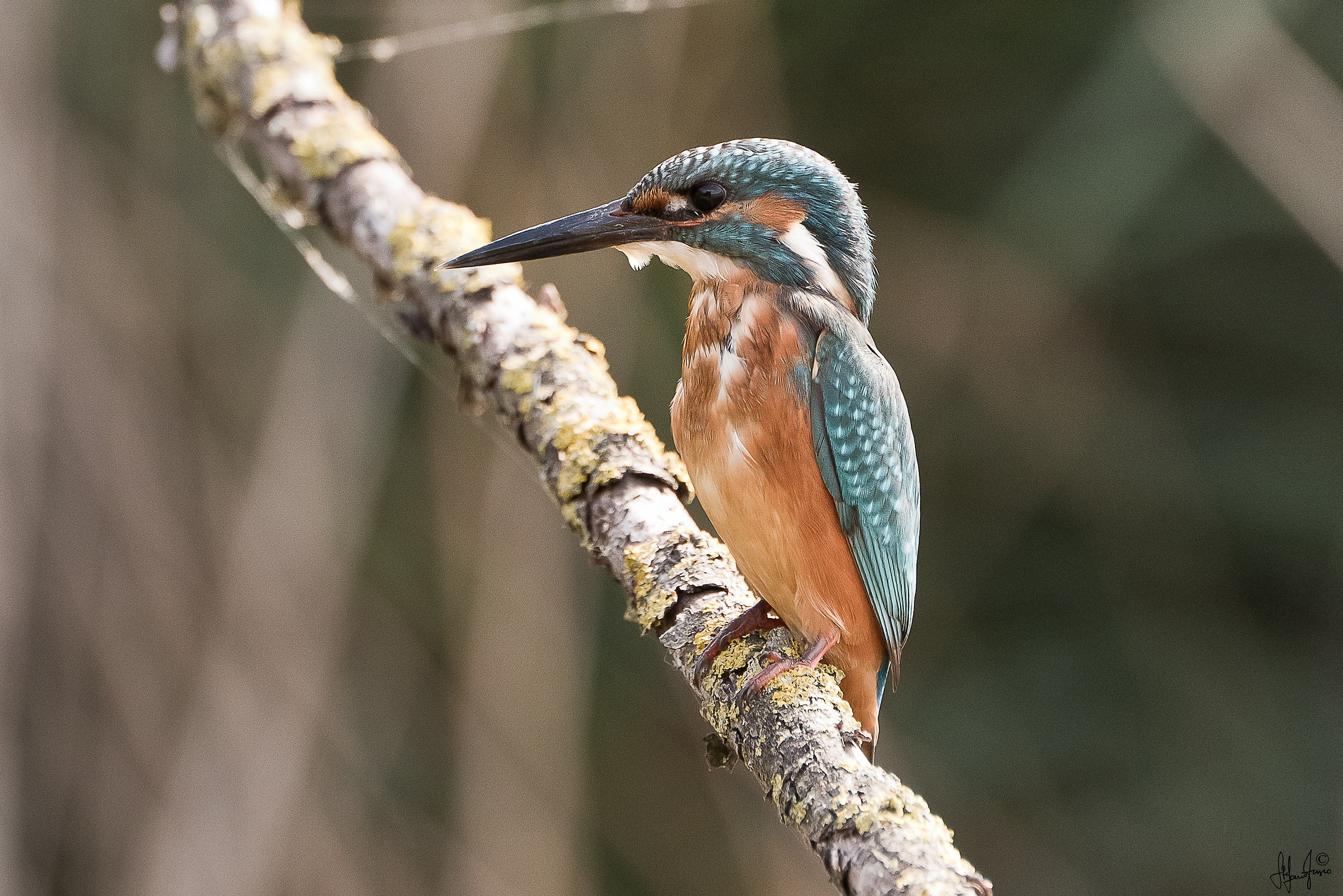 Martin pescatore-6845