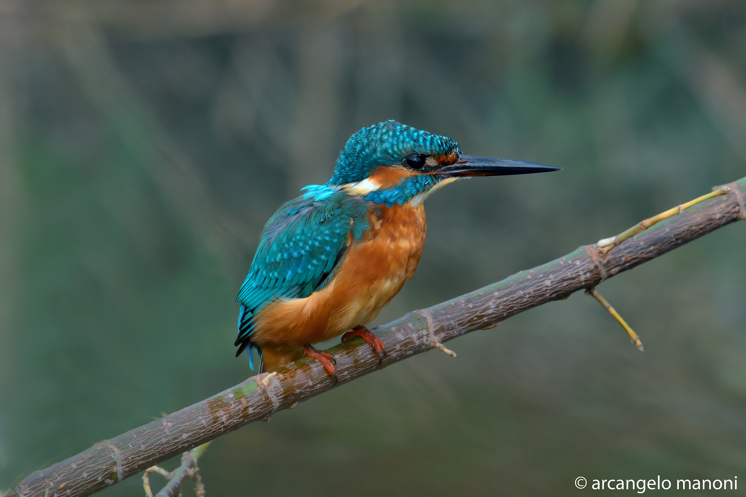 Martino 2 Ottobre 2015