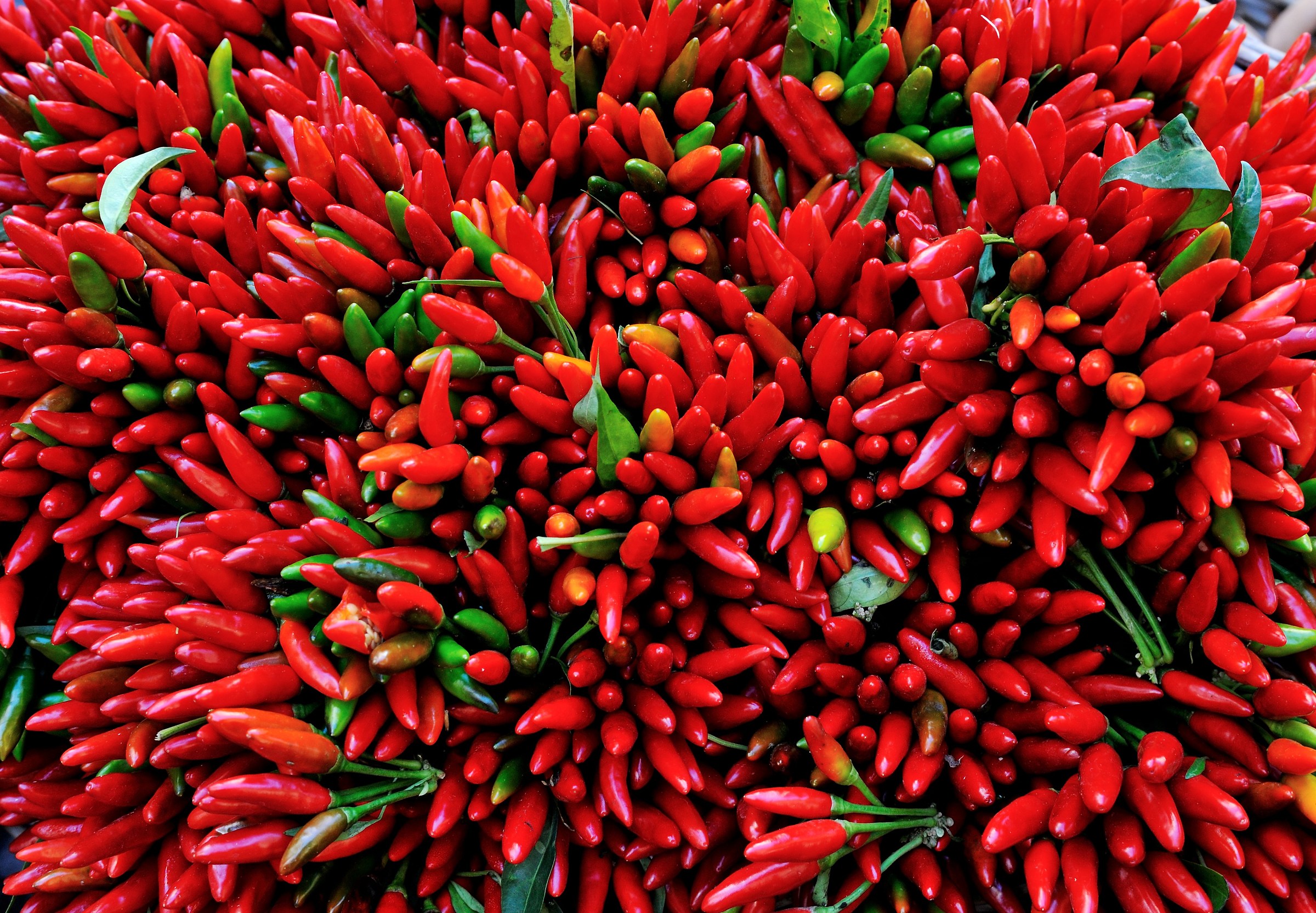 Roma/Campo dé Fiori-Peperoncino a gogò