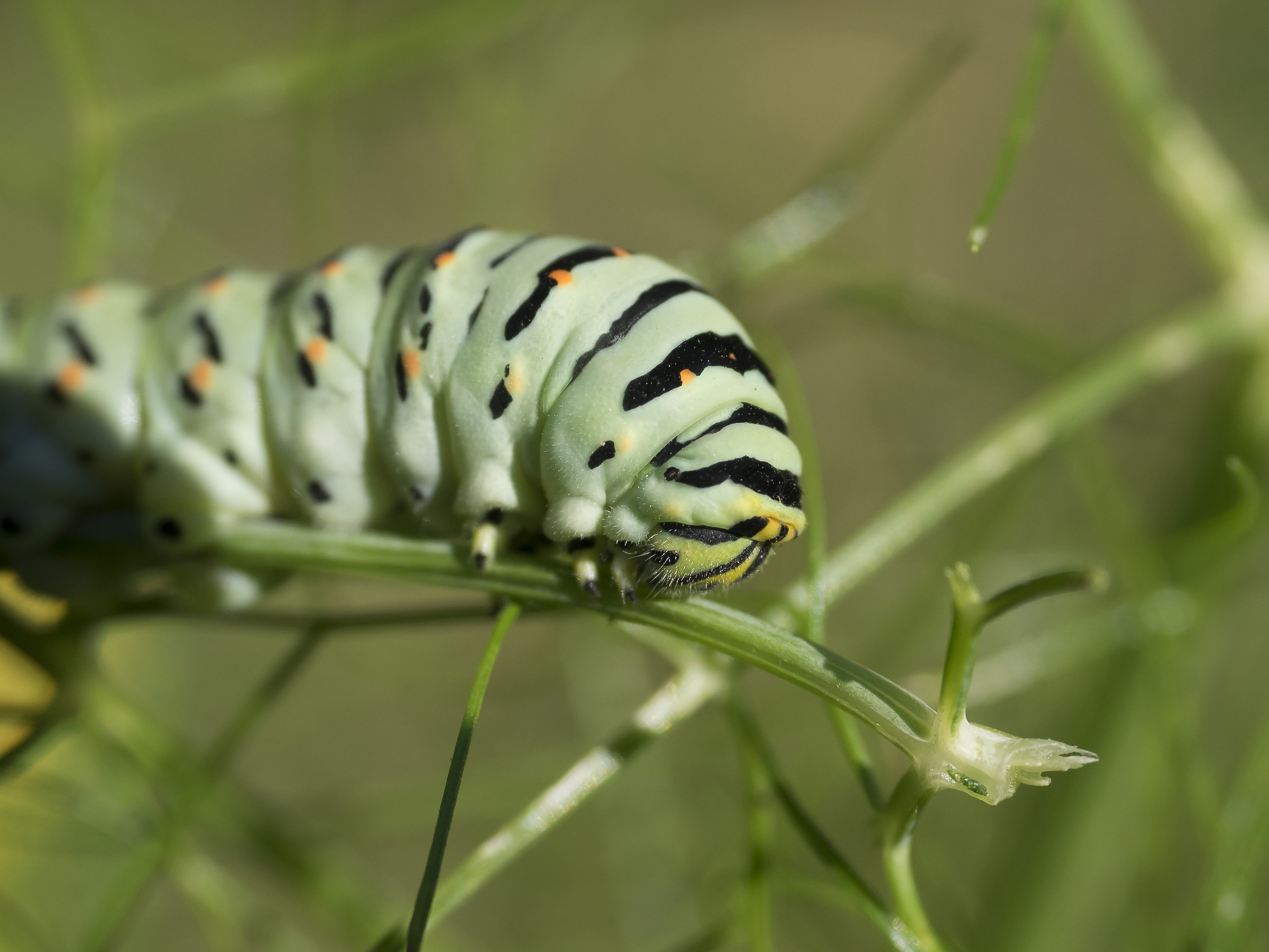 Papiio Machaon