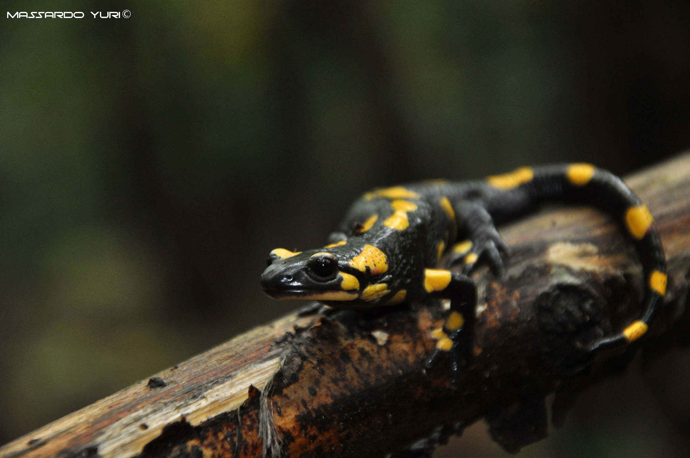 Salamandra pezzata