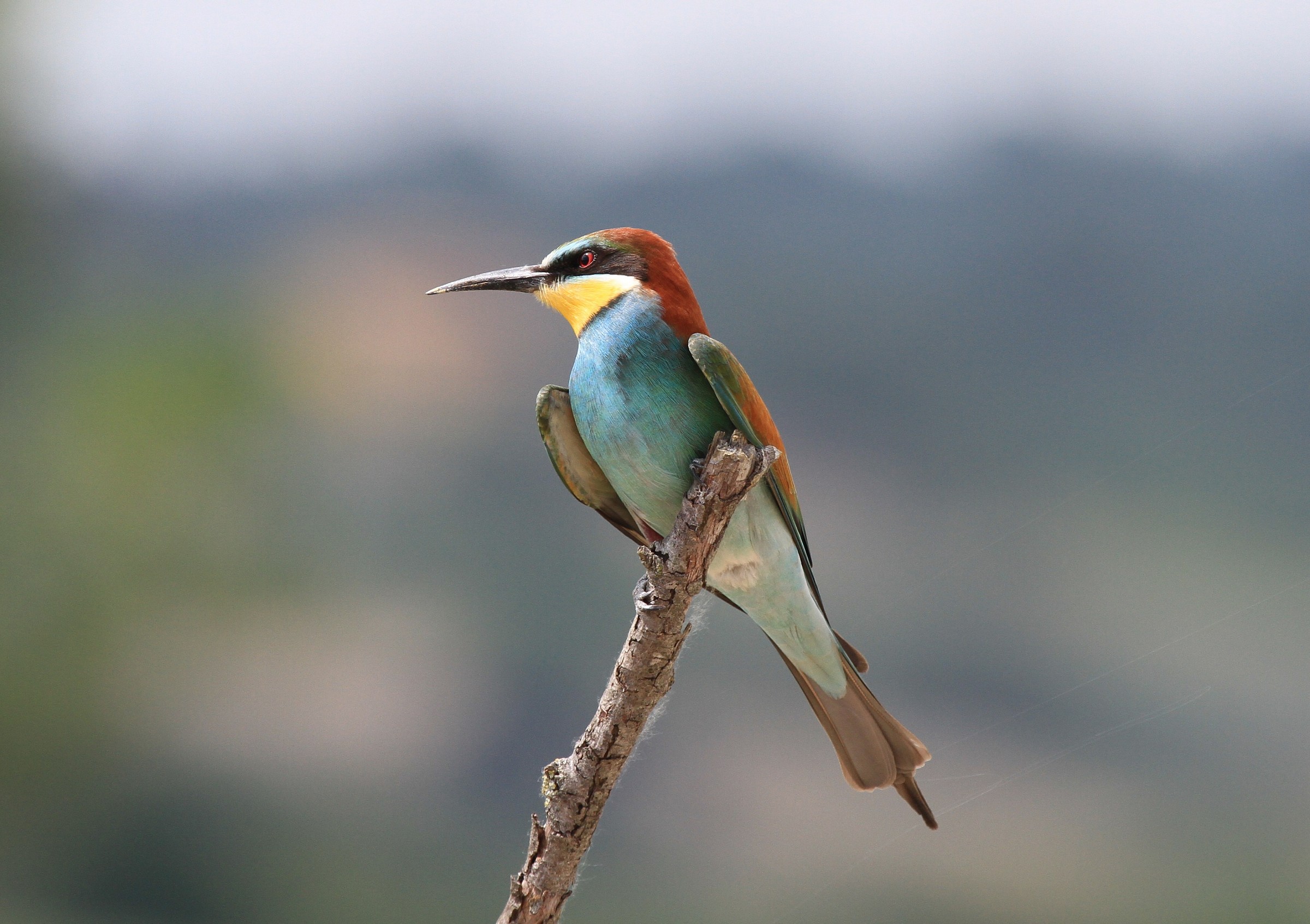 Gruccione di vedetta