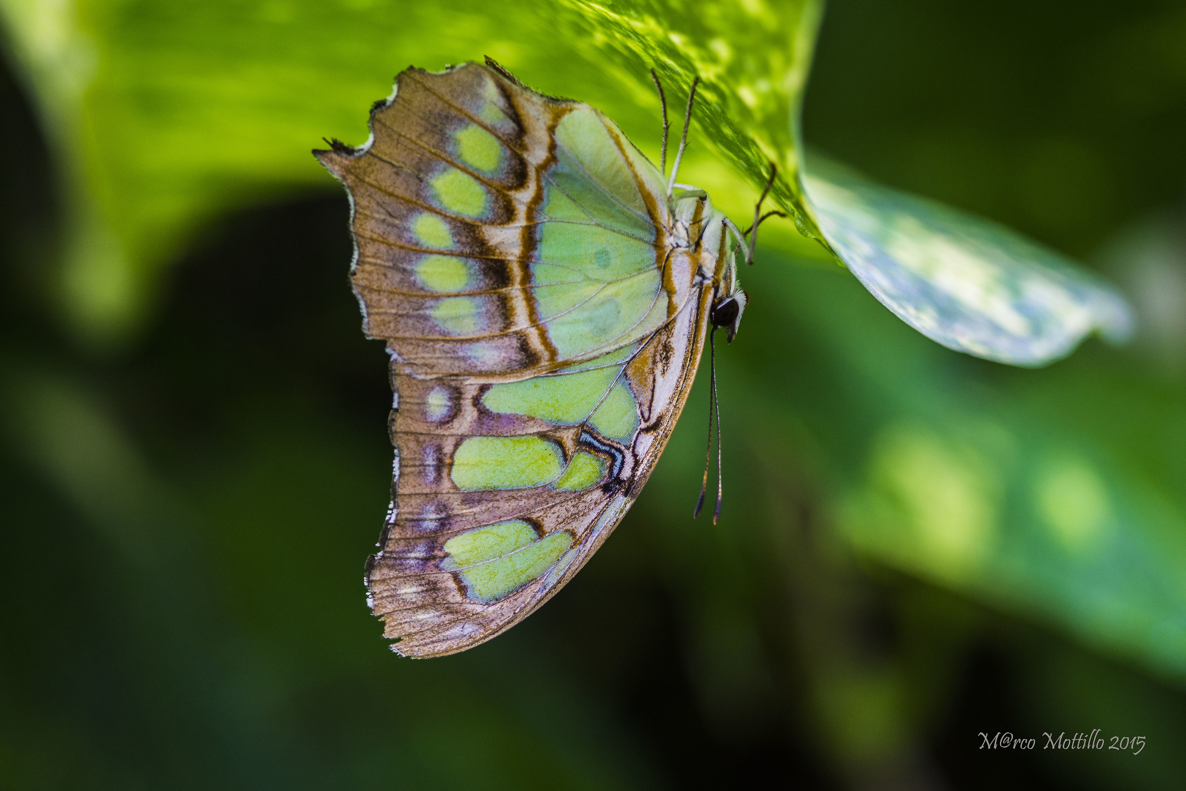 Siproeta Stelenes capsized