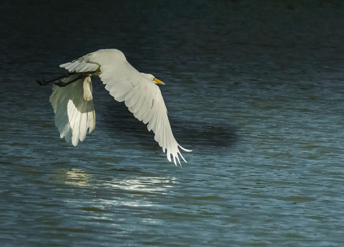 airone bianco maggiore