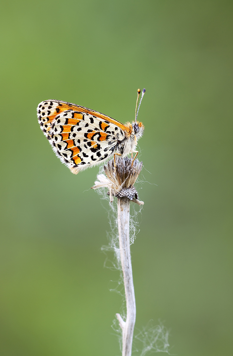 Melitaea