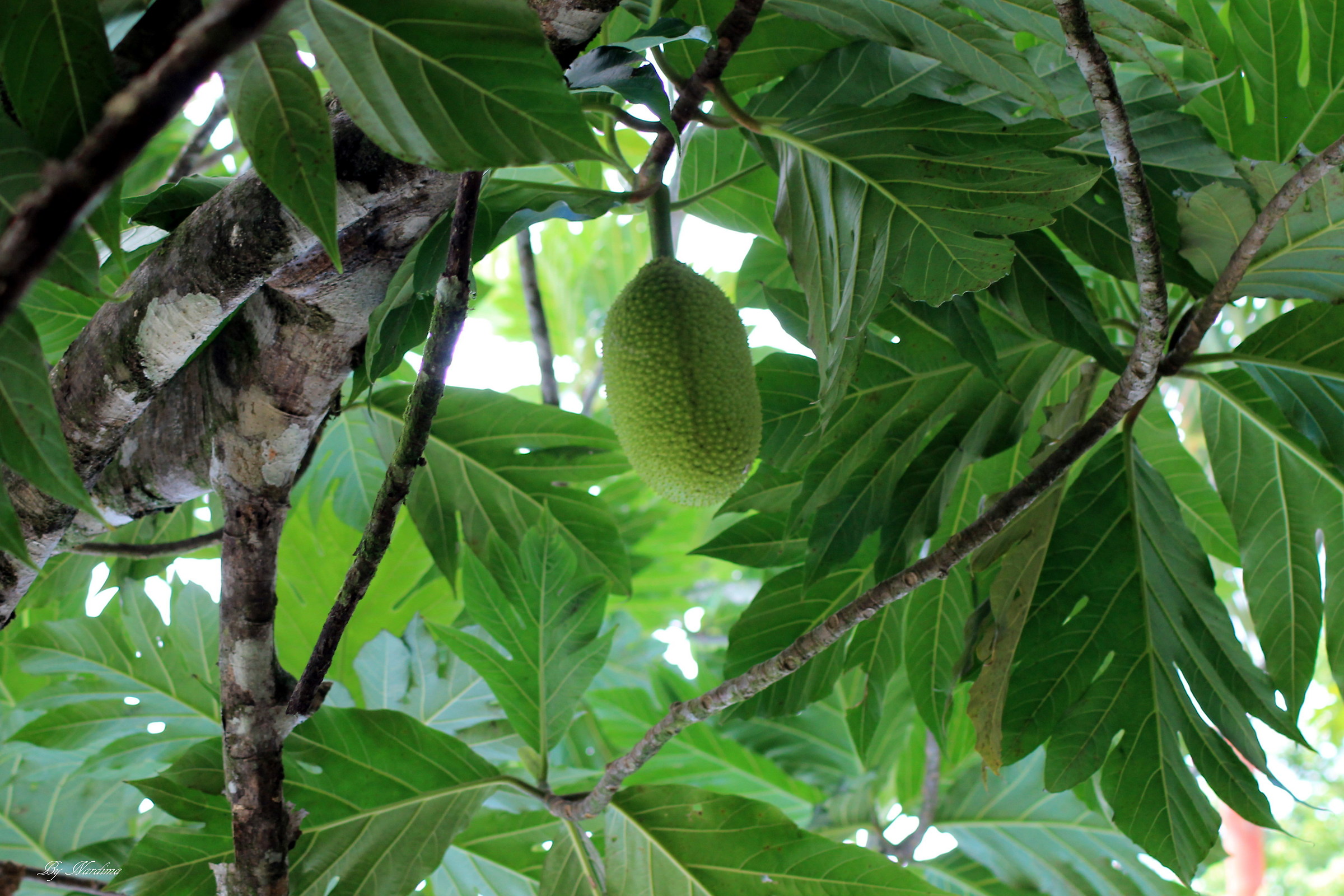 The bread of the tropics