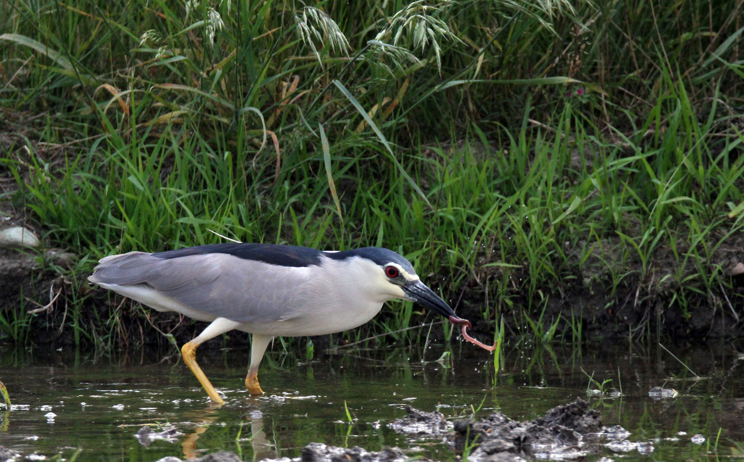 Night Heron