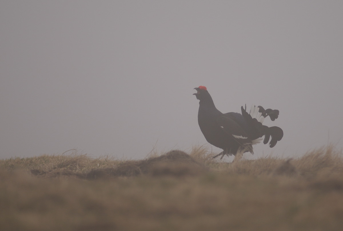 Grouse in the fog