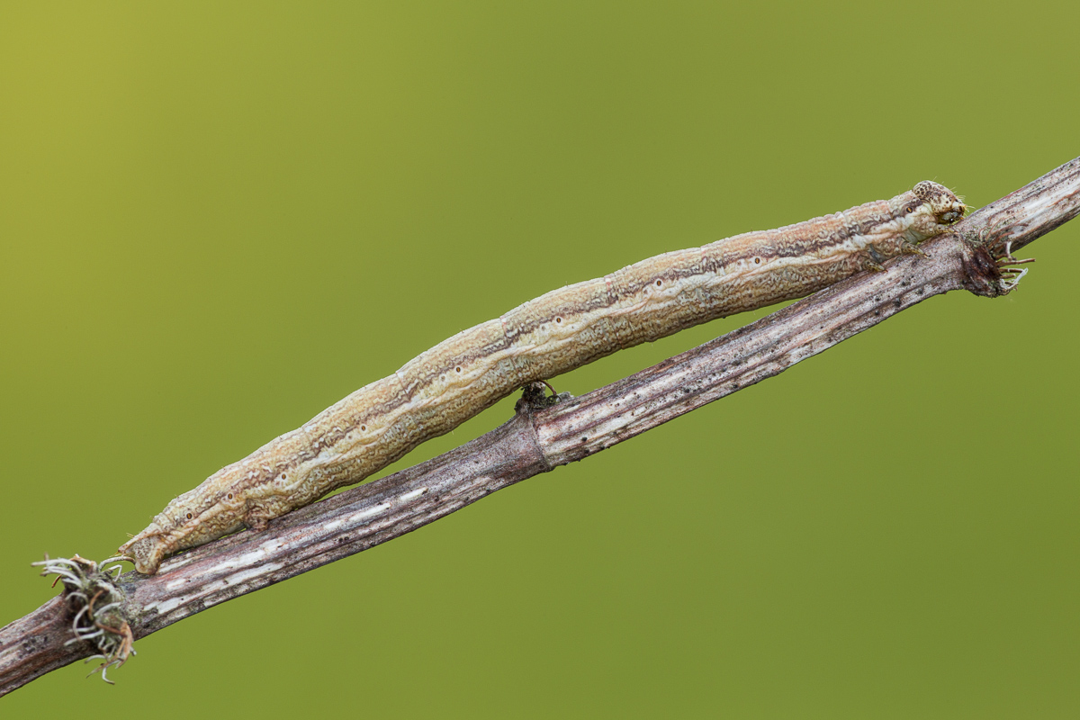 Esempio di mimetismo in un bruco di Geometride...