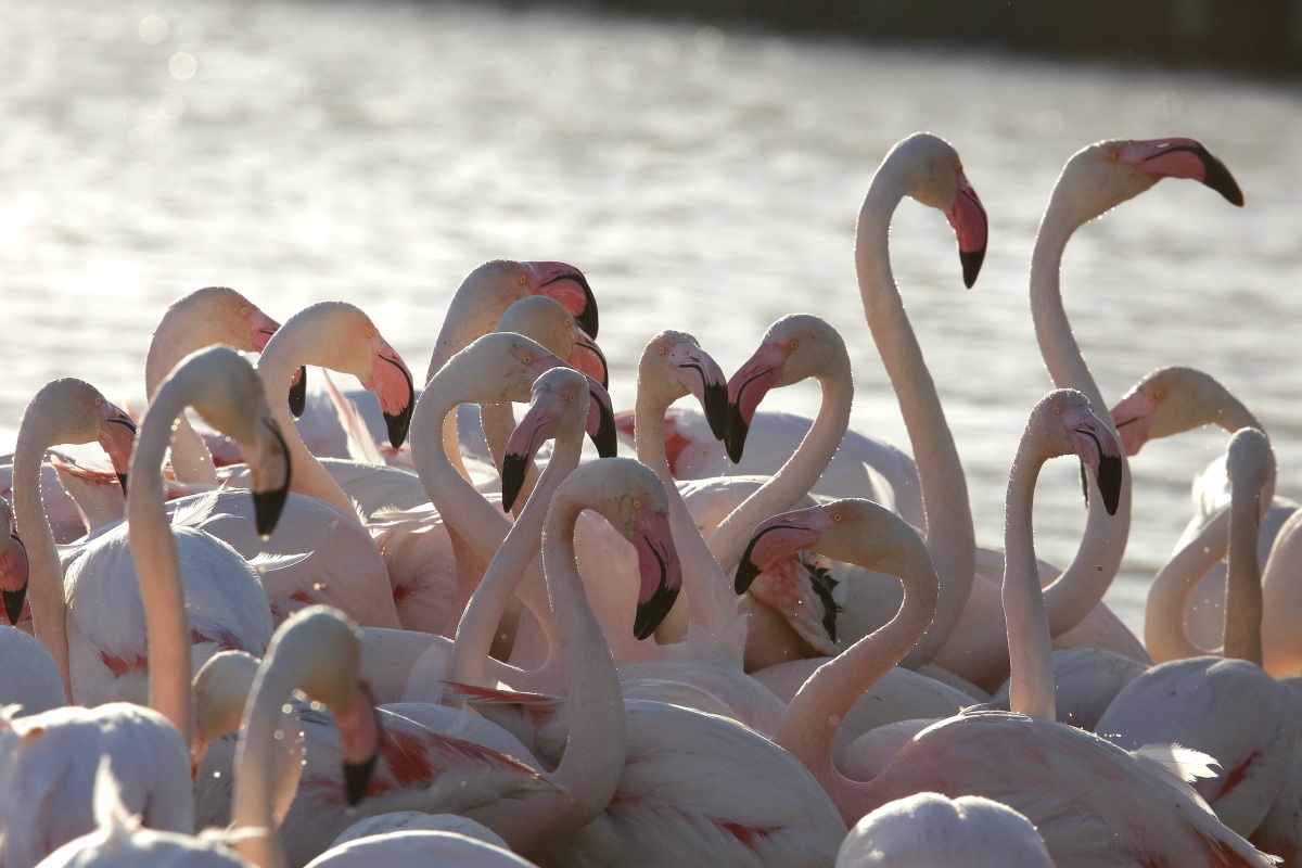 Fenicotteri in controluce