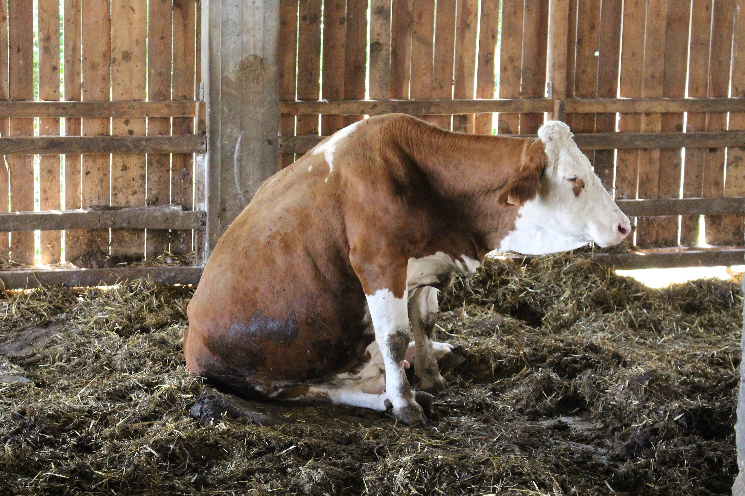 ... After Sitting Bull ...