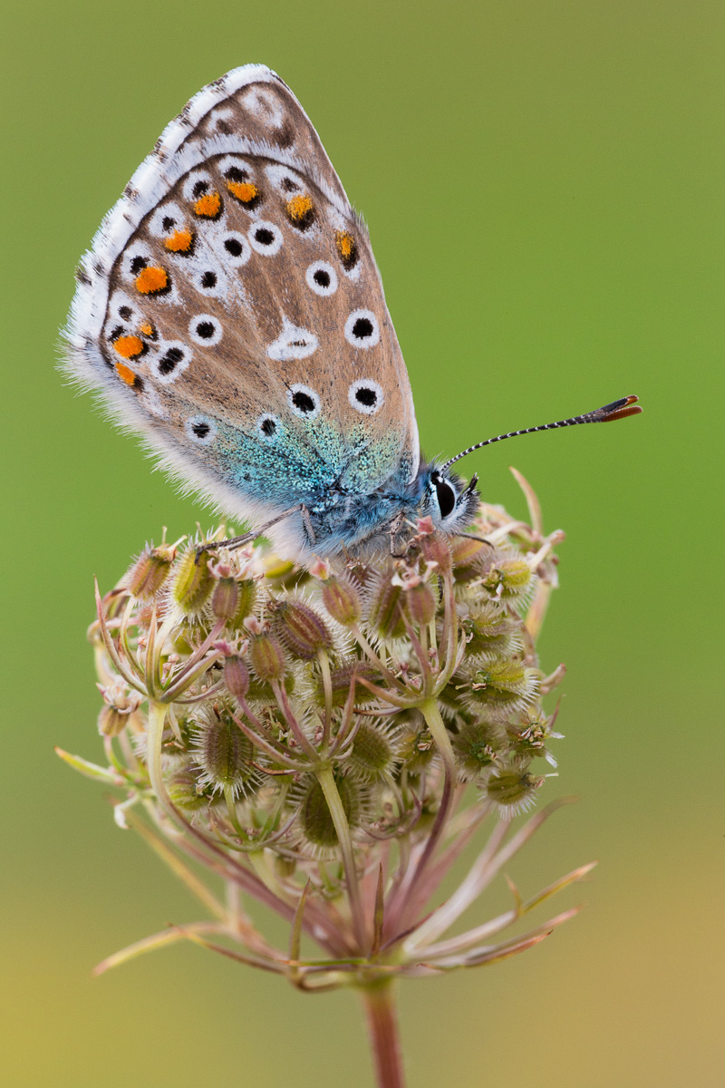 Polyommatus icarus...