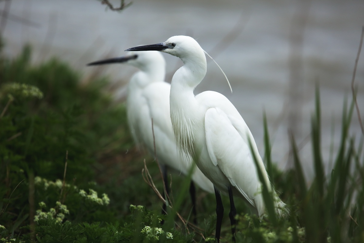 Little Egret
