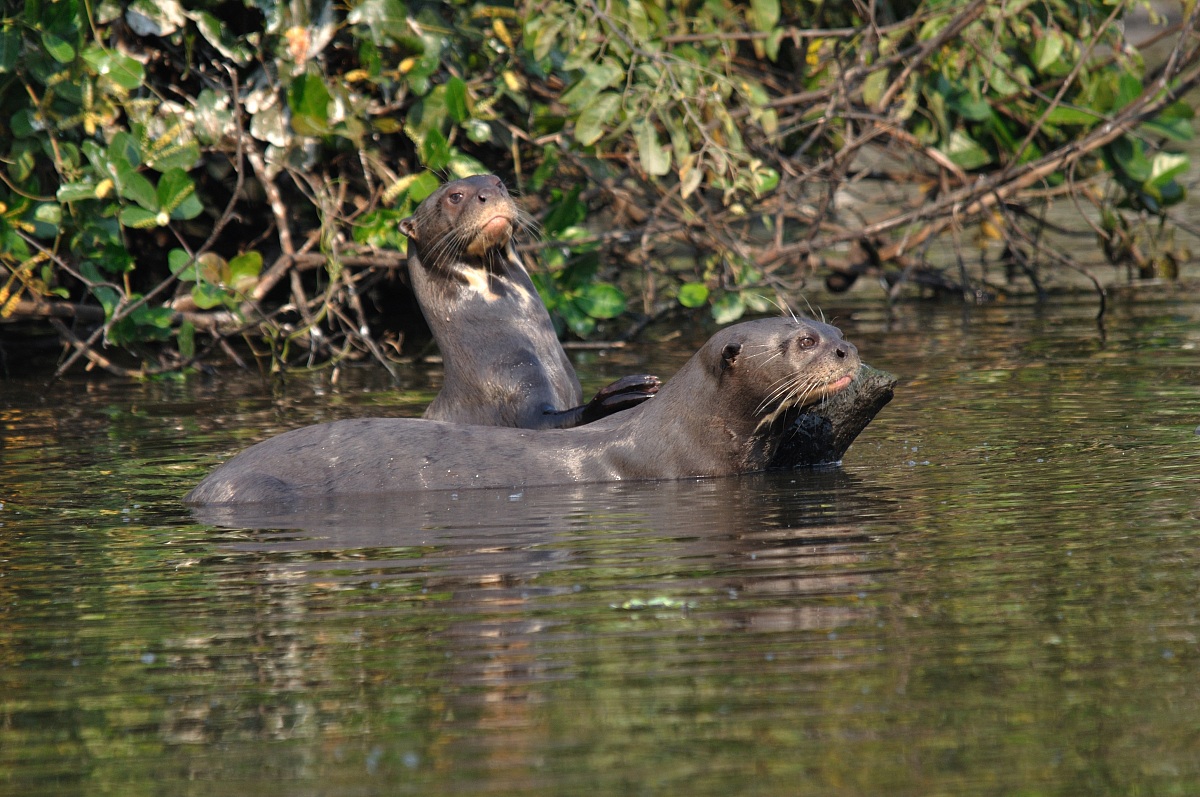 Lontra gigante