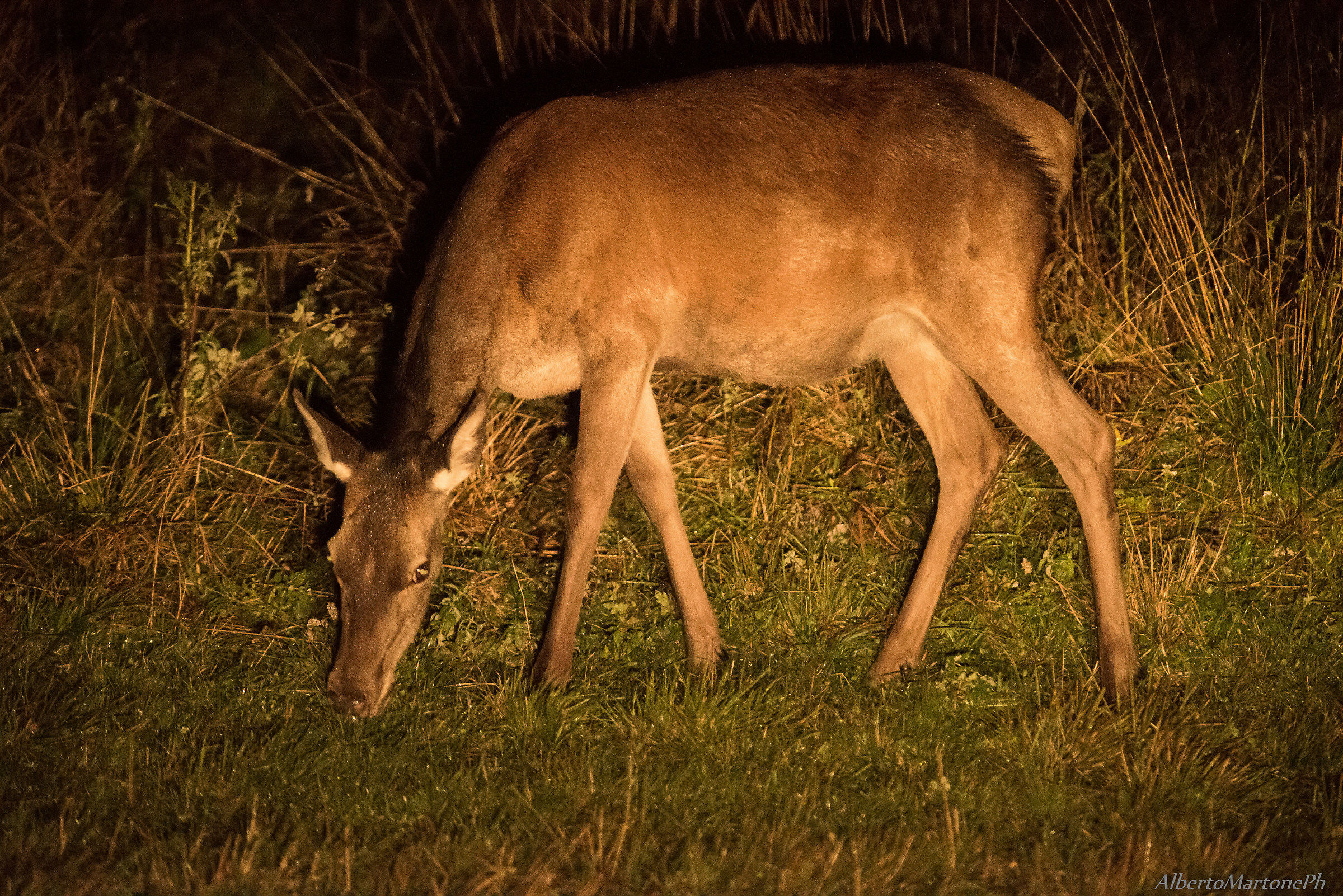 Appostamento notturno