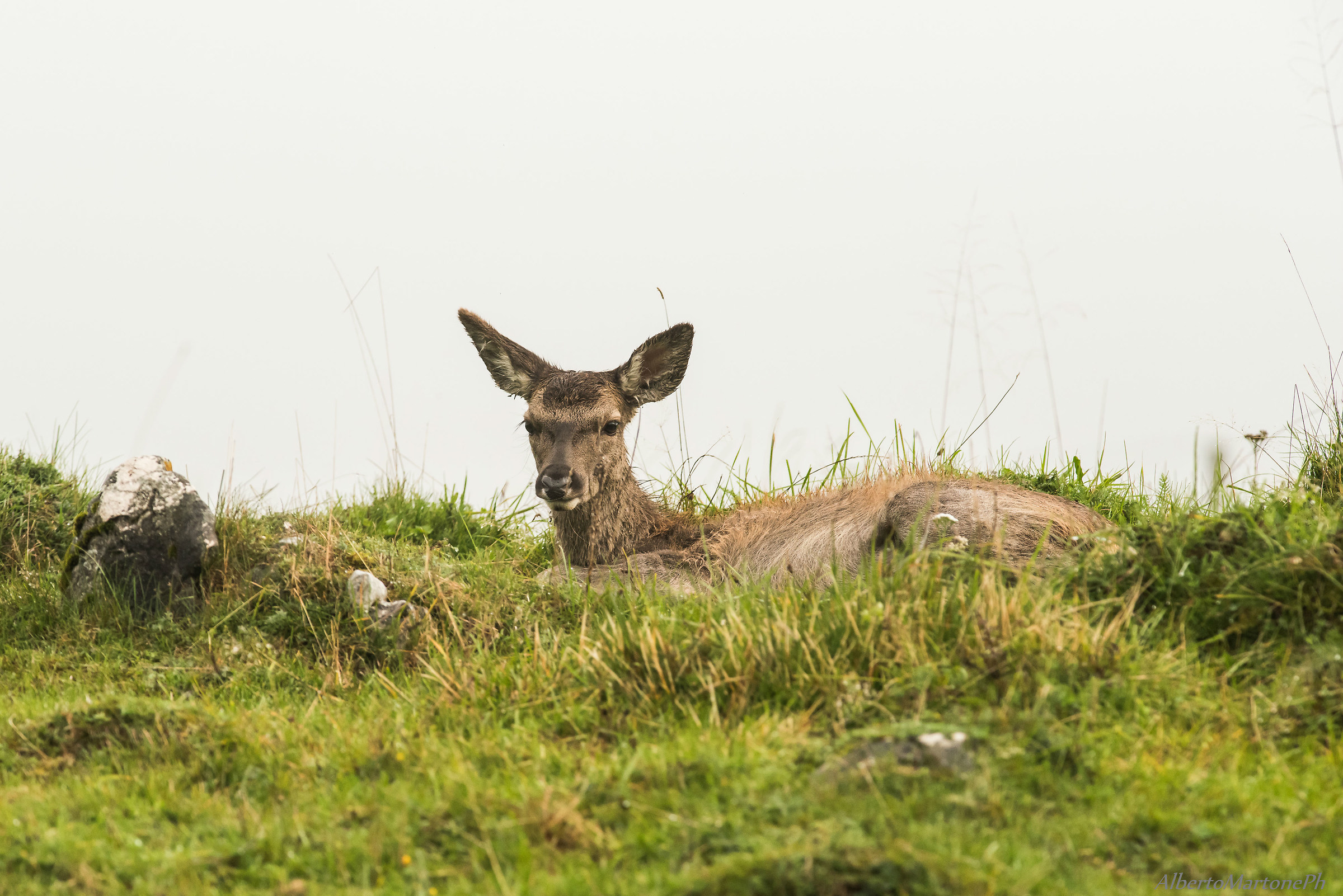 Cucciolo di cervo in riposo