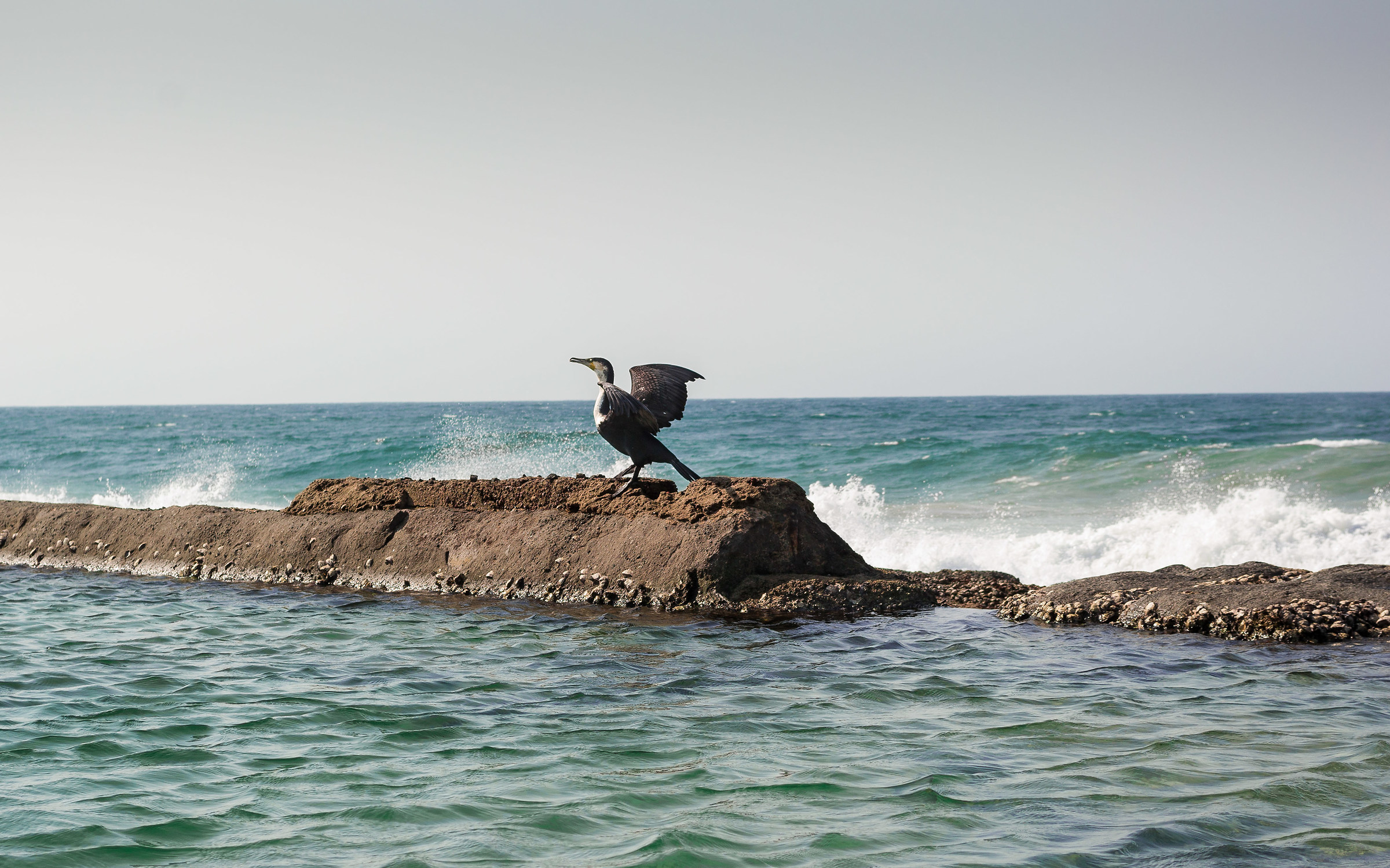 Cormorant in the waves-Ballito (South Africa)