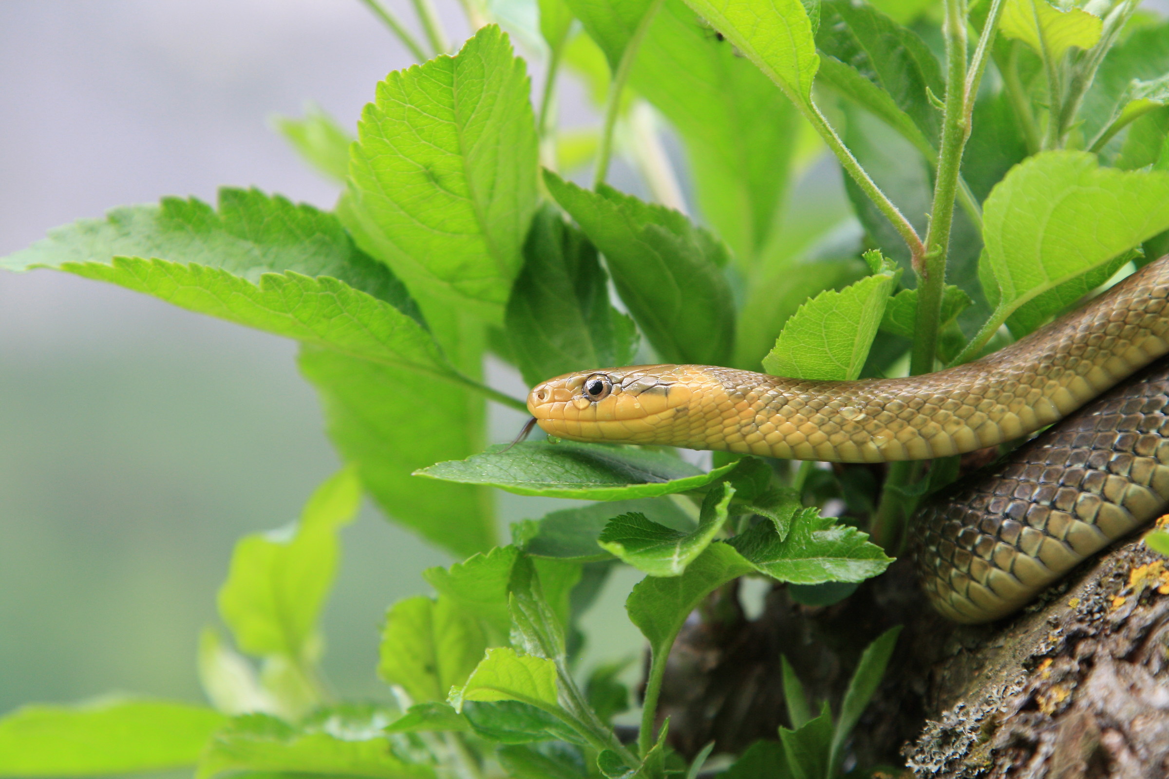 Exemplary of subadult aesculapian snake