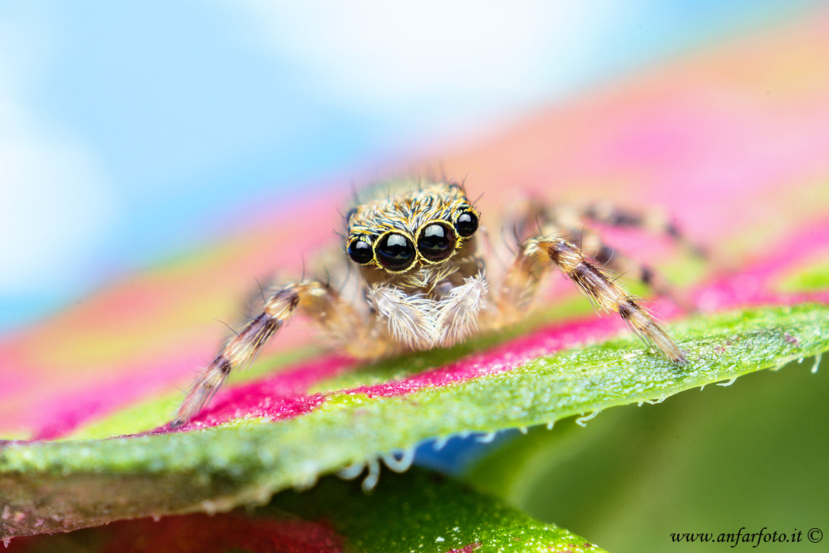 Salticidae spider