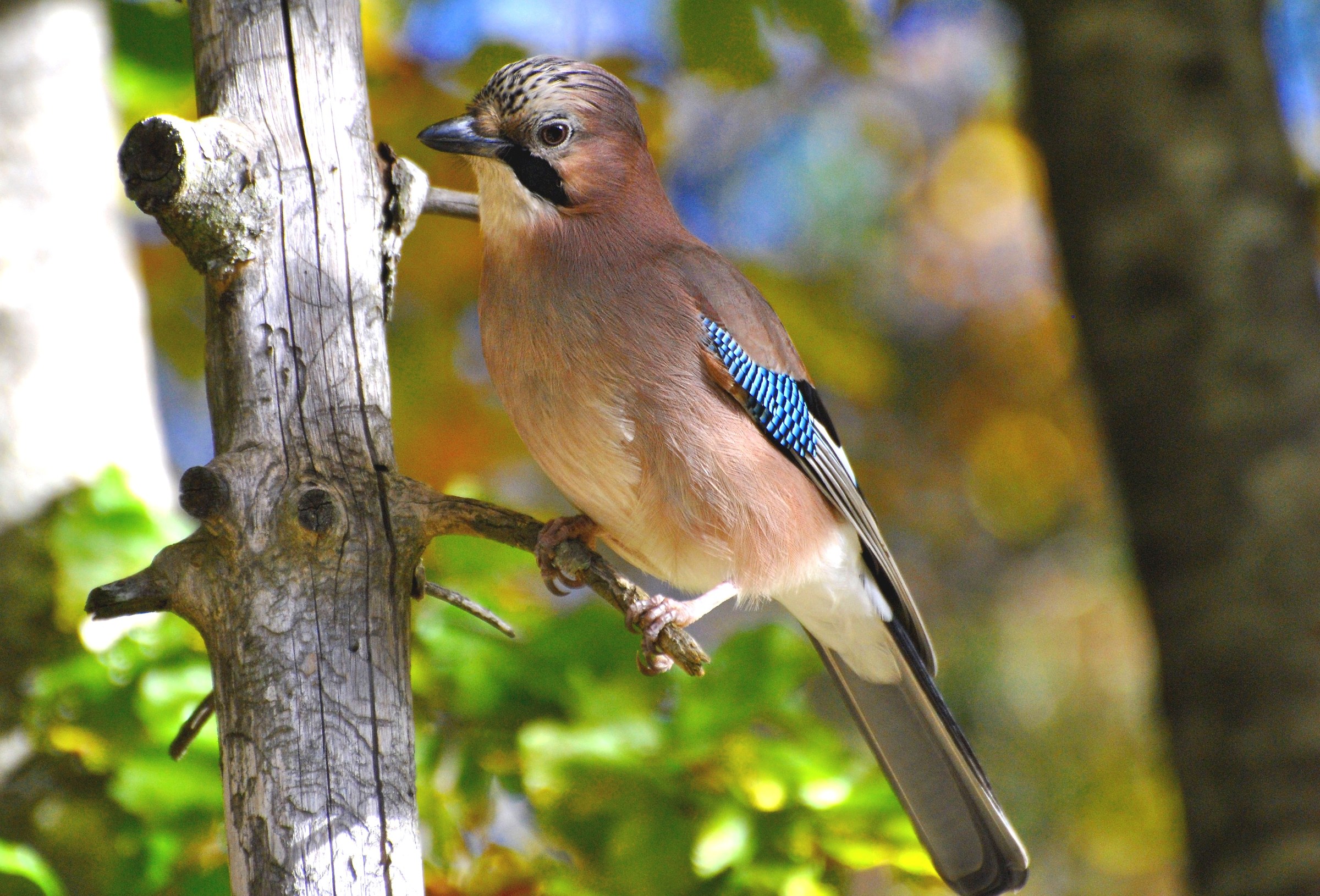 jay in autumn