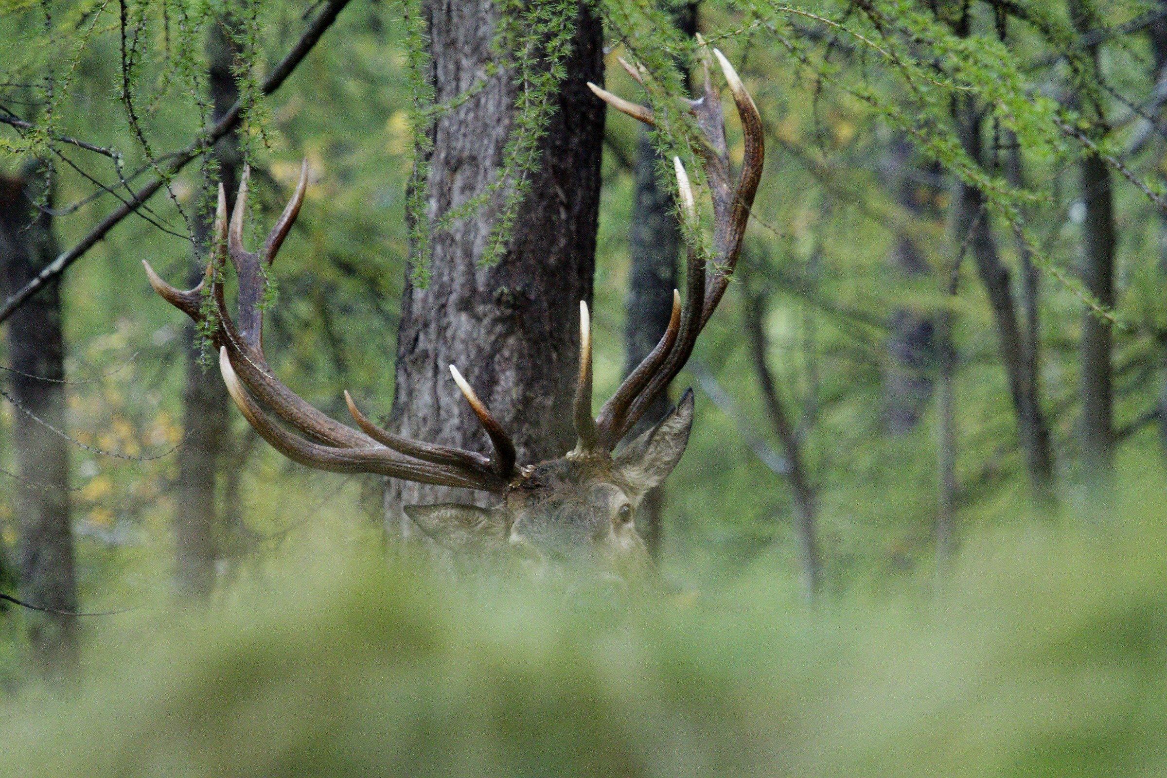 spuntan le corna dal monte
