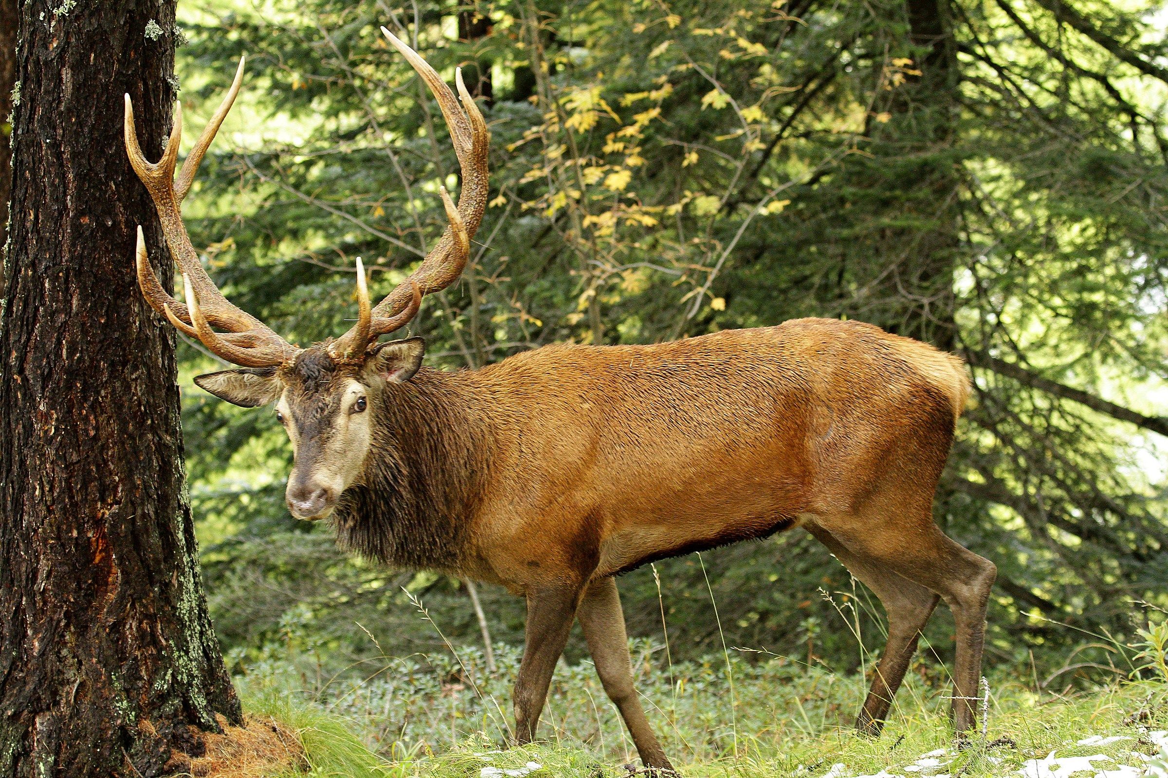 finally the deer !!!