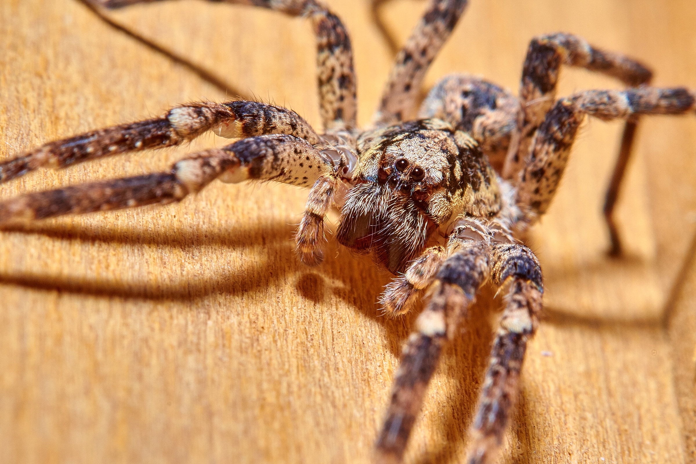 Arriva l'inverno, metton su la pelliccia