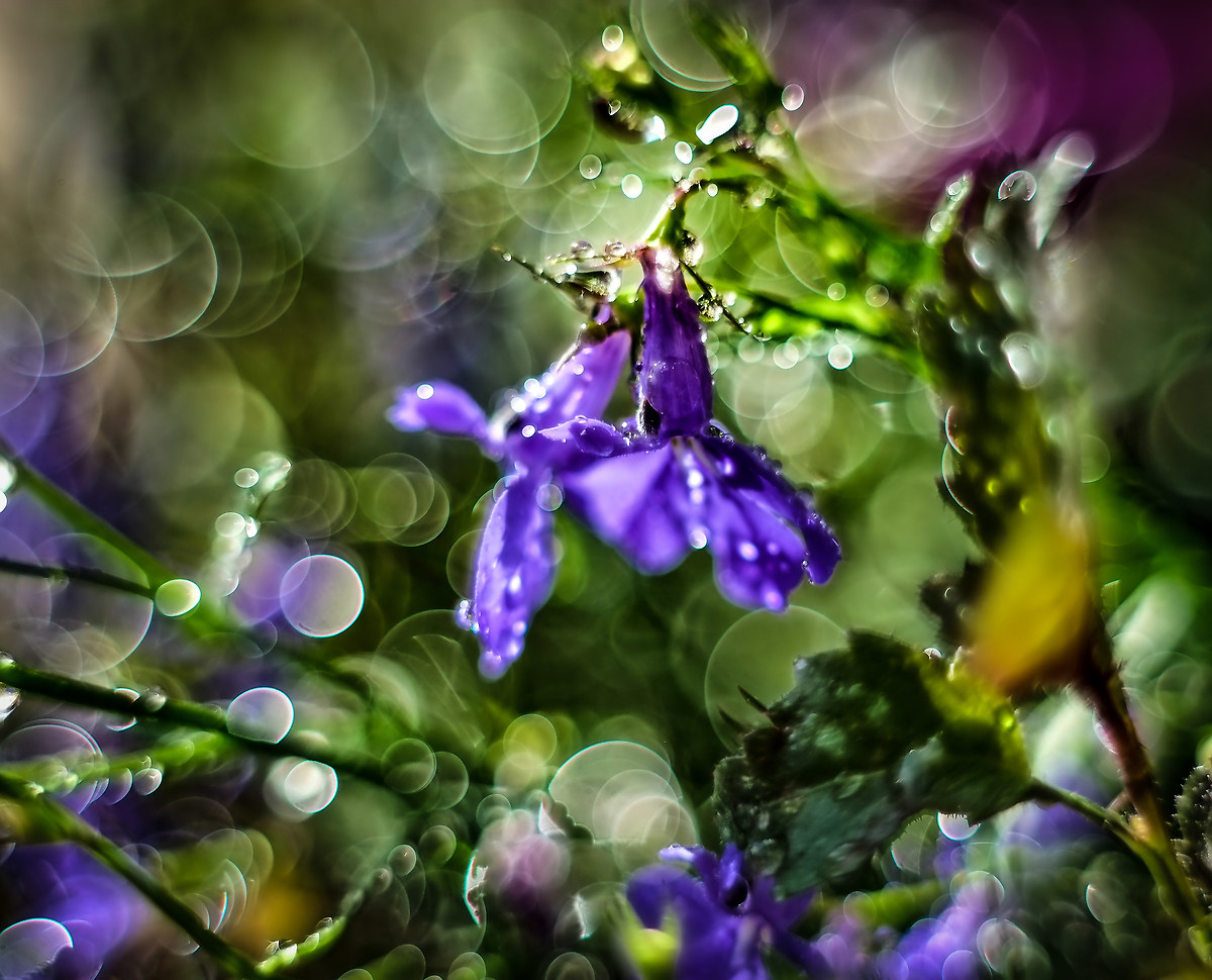 lobelia