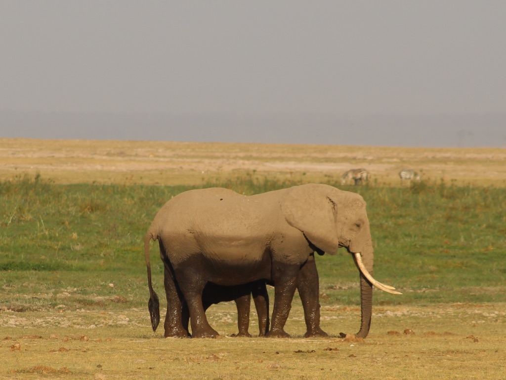Elefante savana