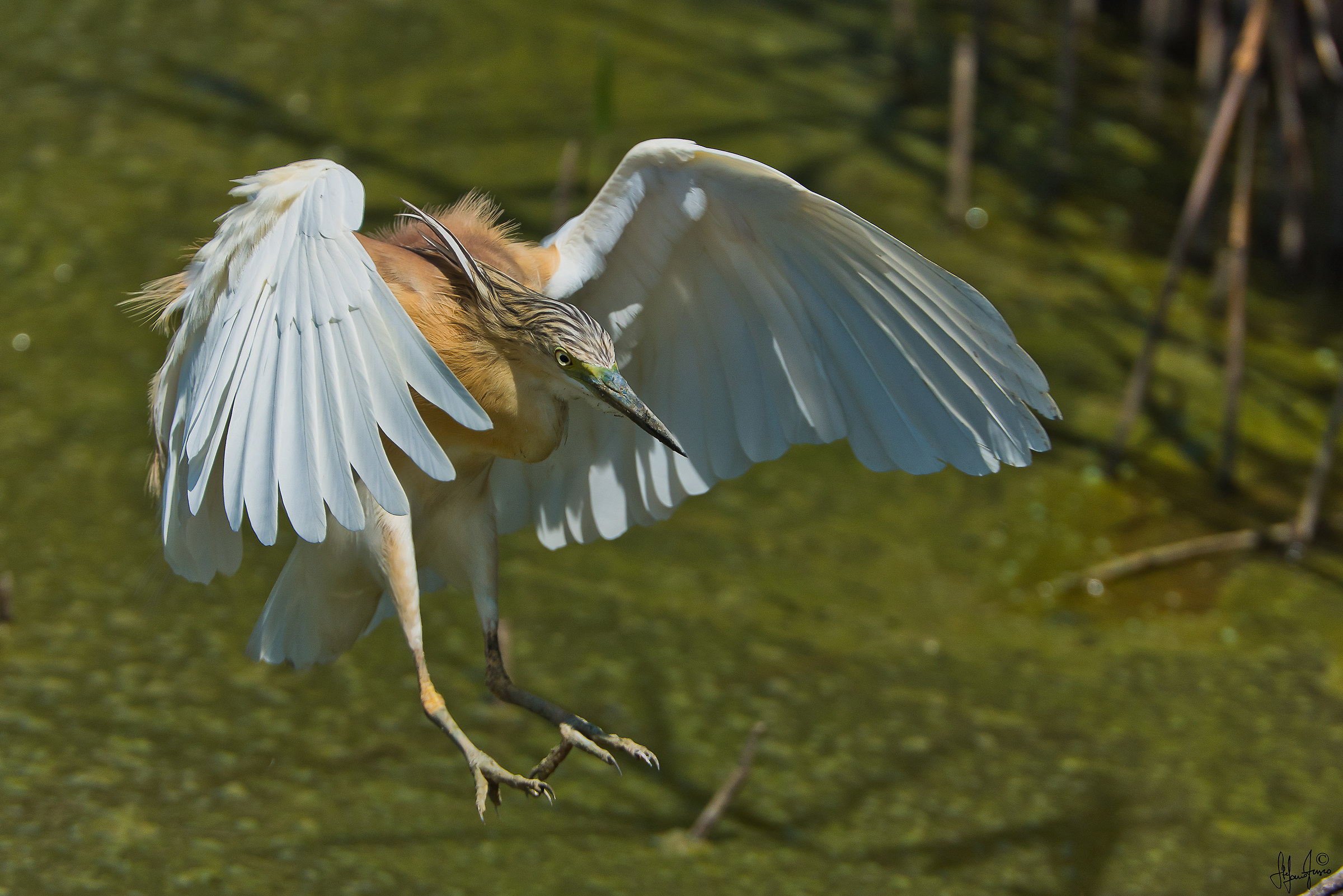 Sgarza ciuffetto-2649