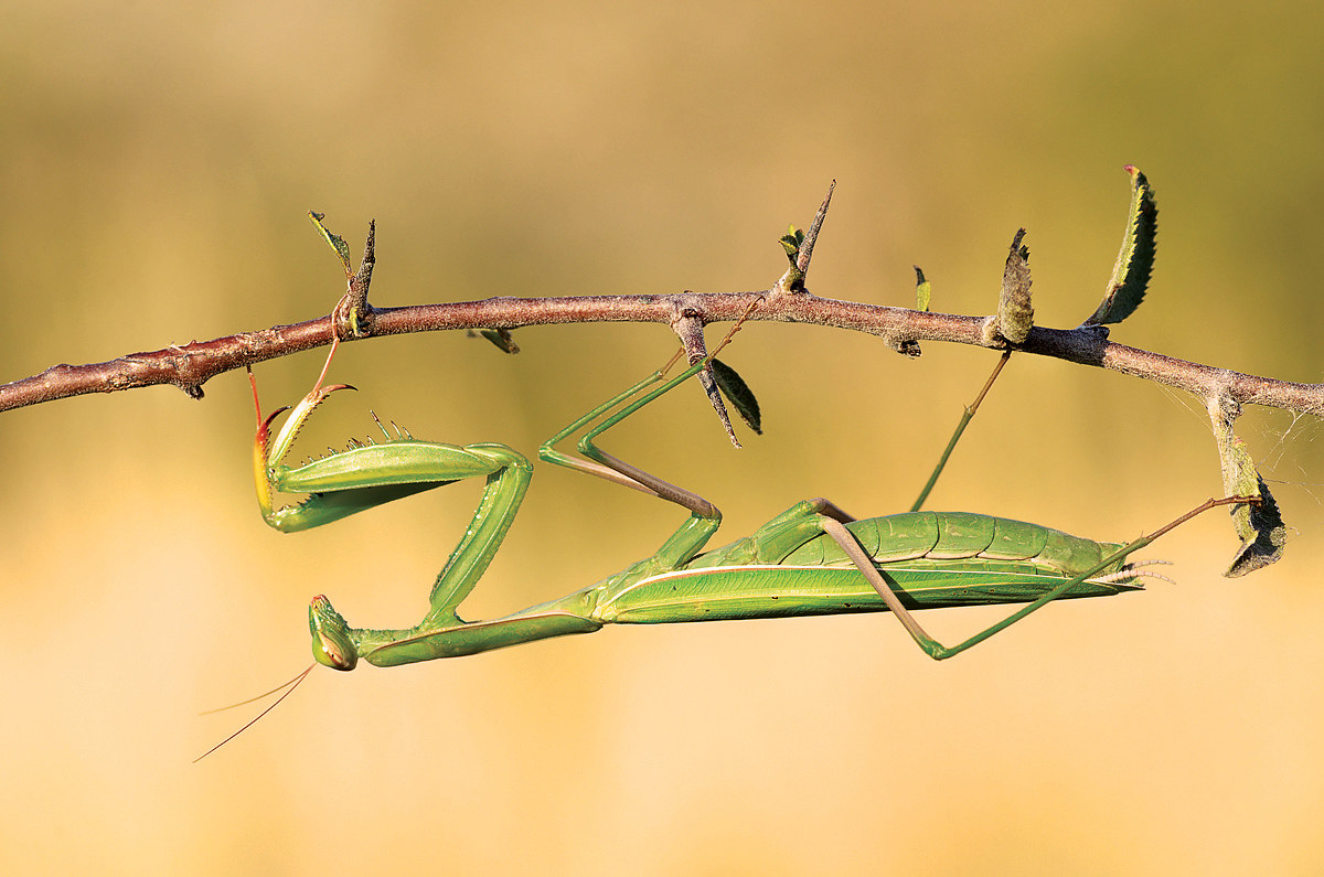 Mantis religiosa