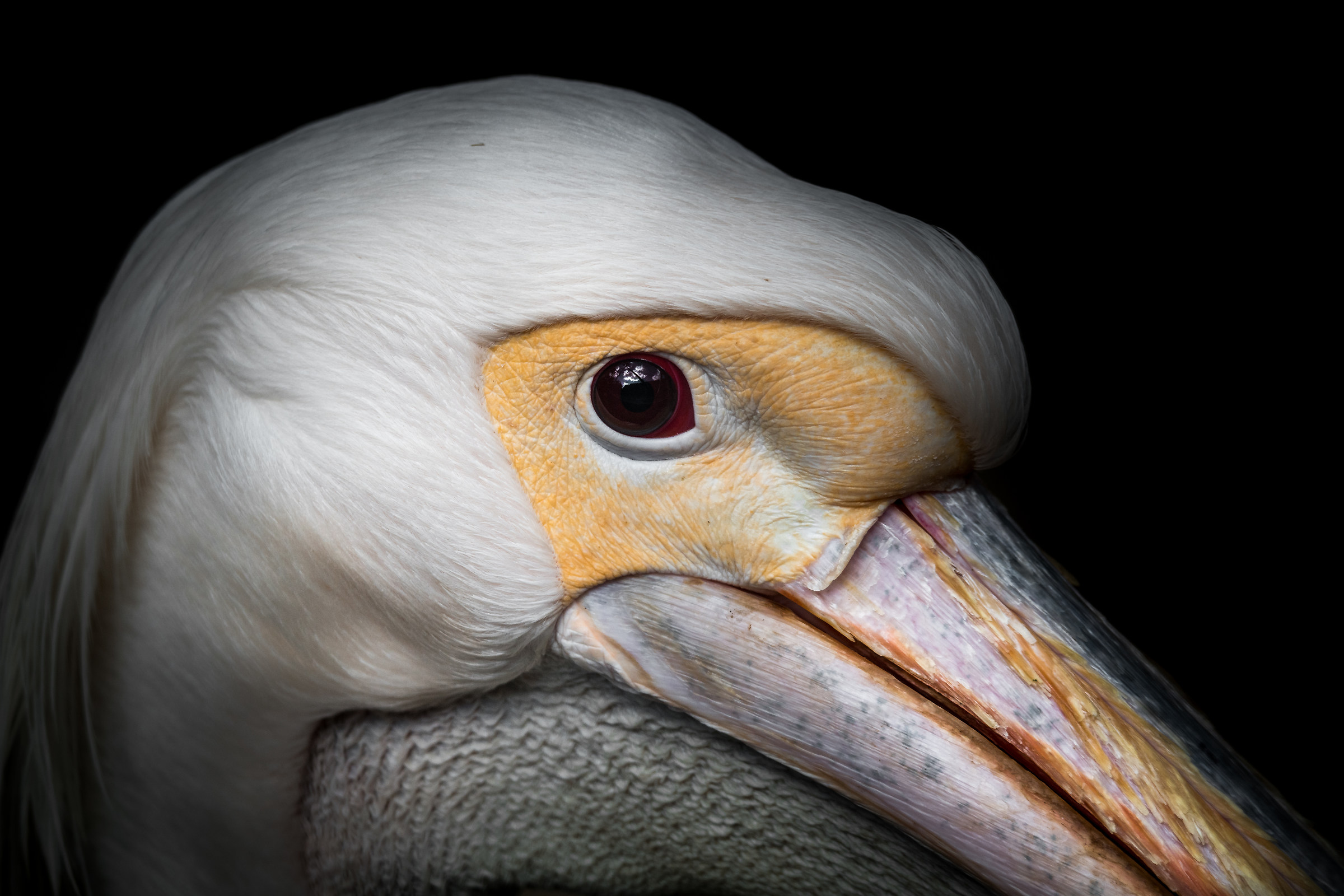 The pelican