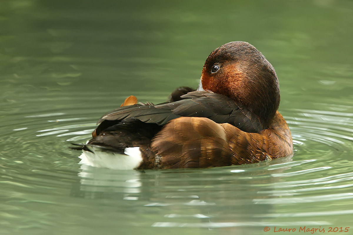 Riposo della Moretta tabaccata