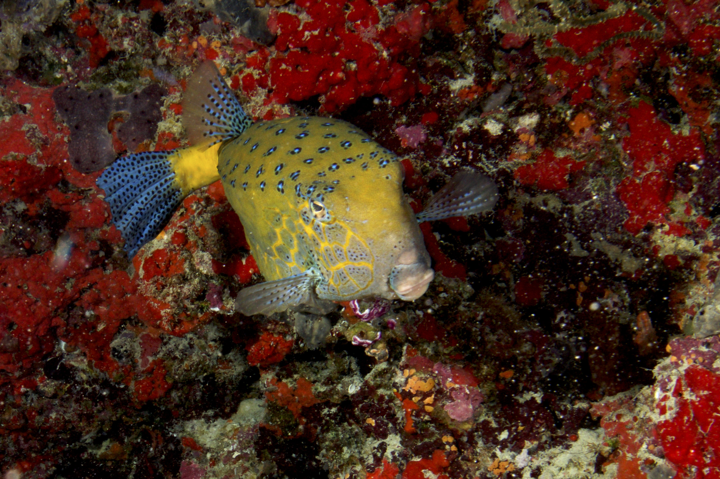 boxfish