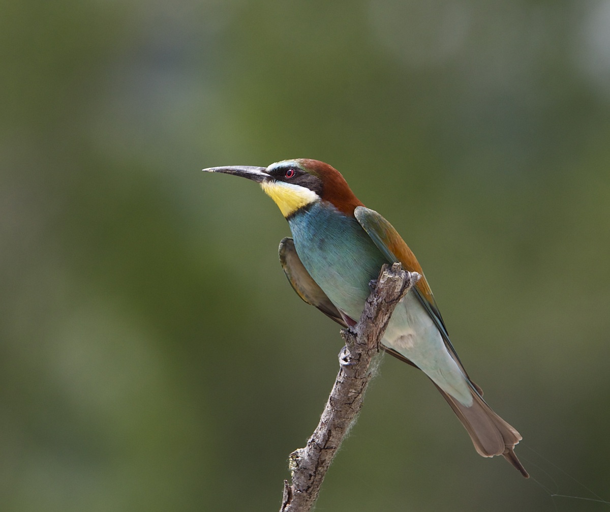 first bee-eaters