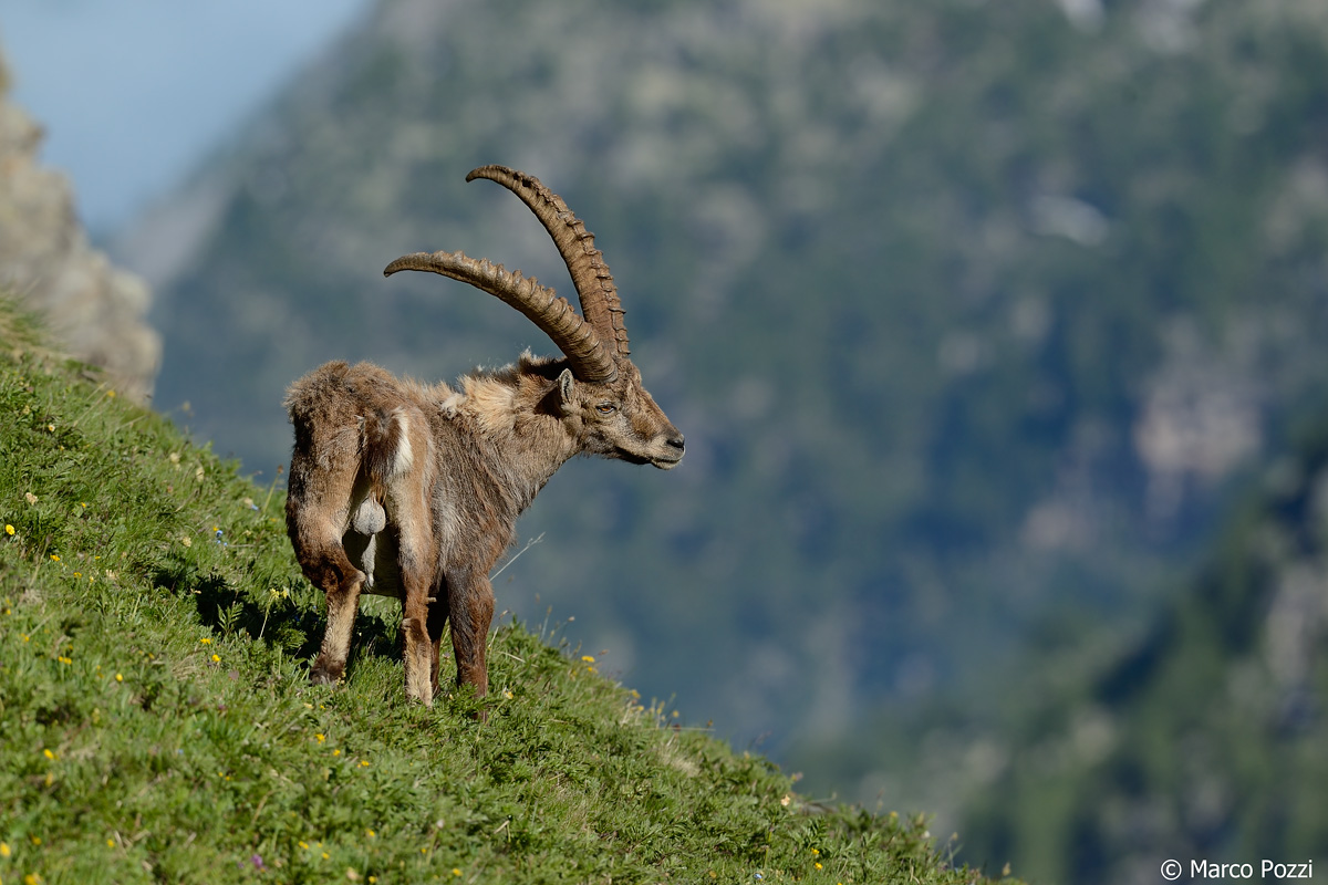 Ibex Midsummer