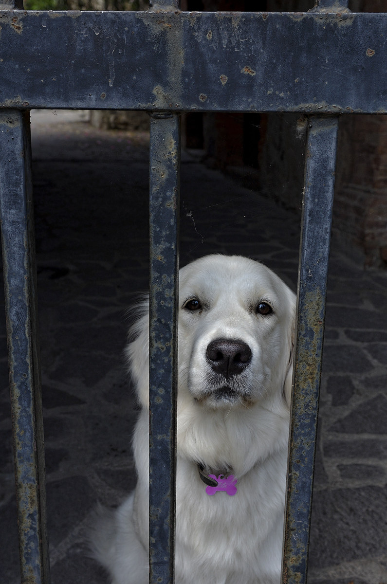 Desire for freedom ...