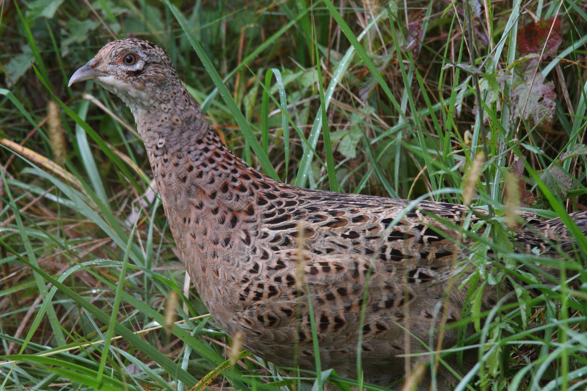 Pheasant