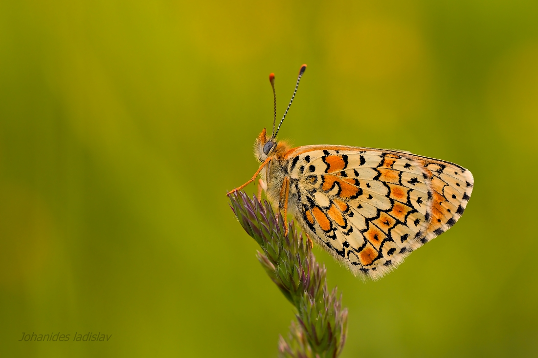 Melitaea cinxia