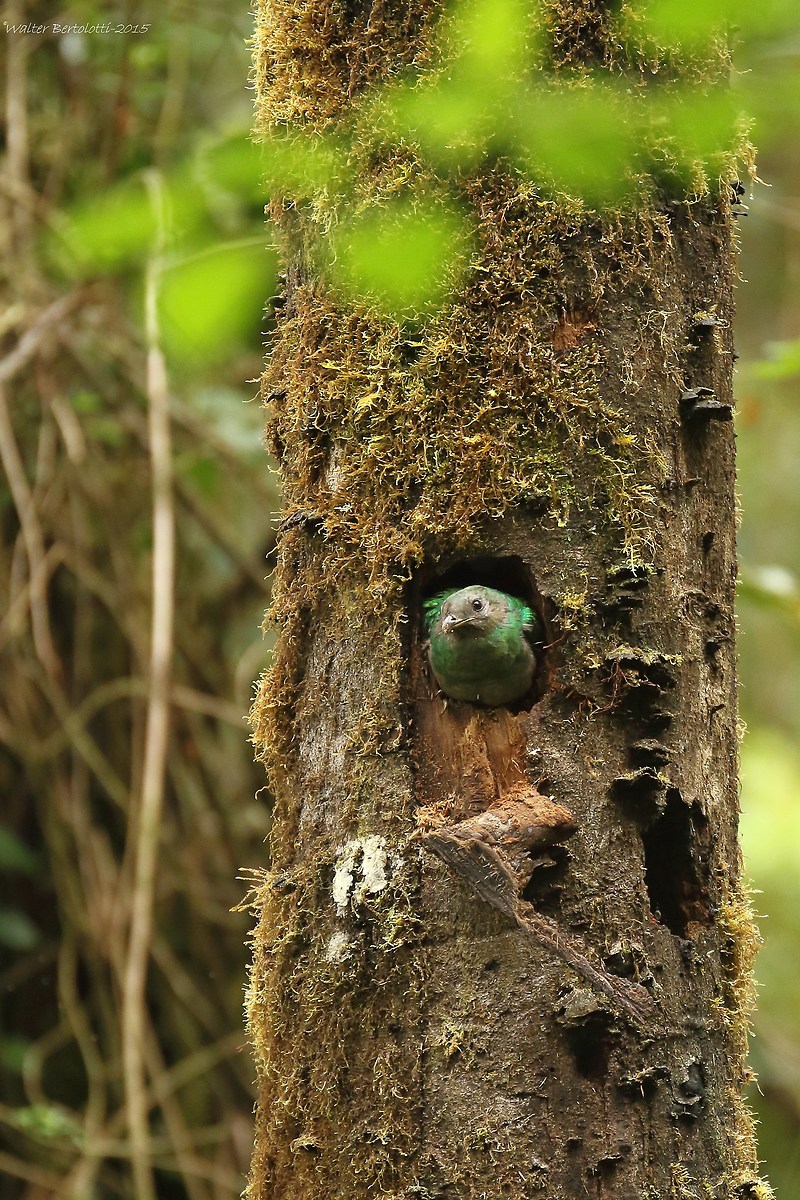 resplendent quetzal (Pharomachrus macinno)