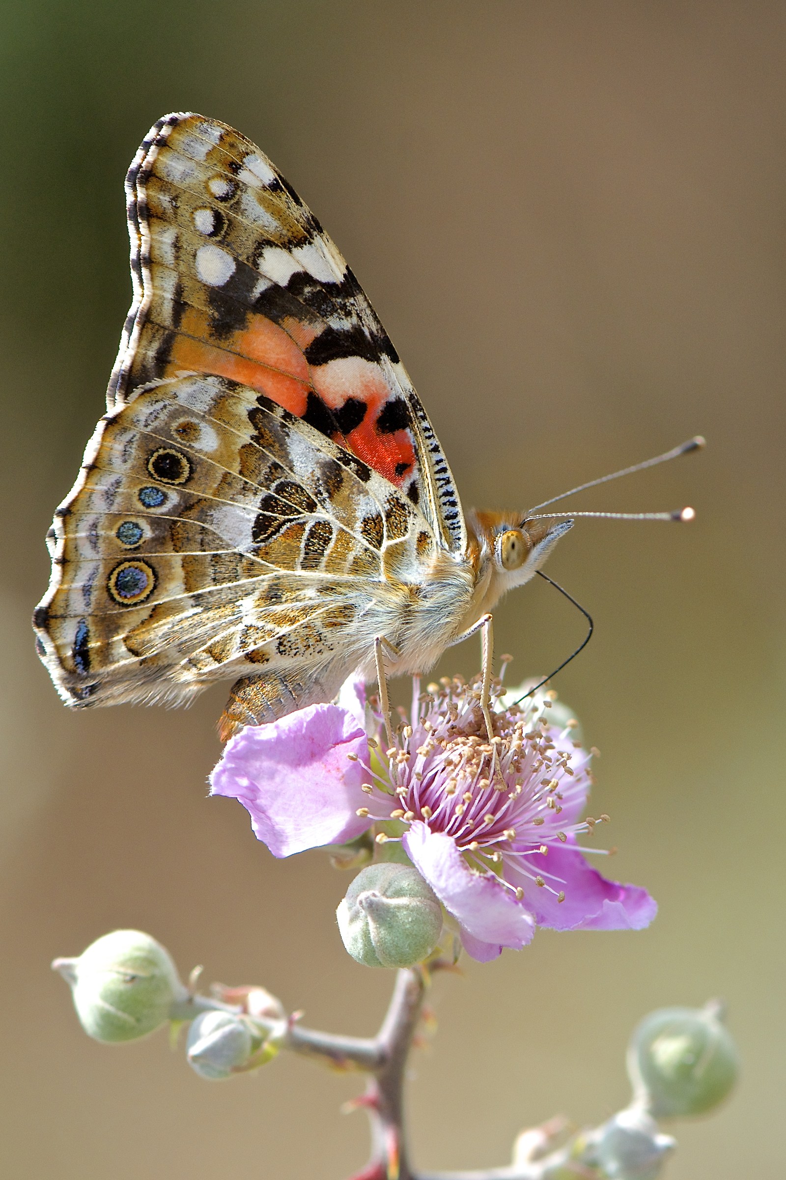 Vanessa cardui