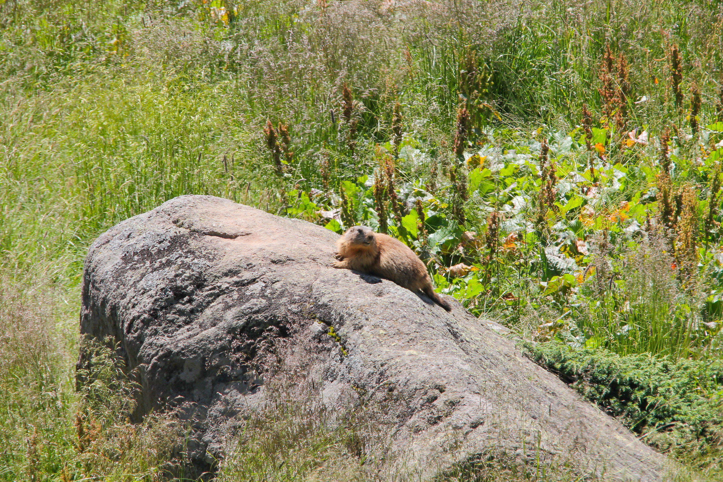 marmotta