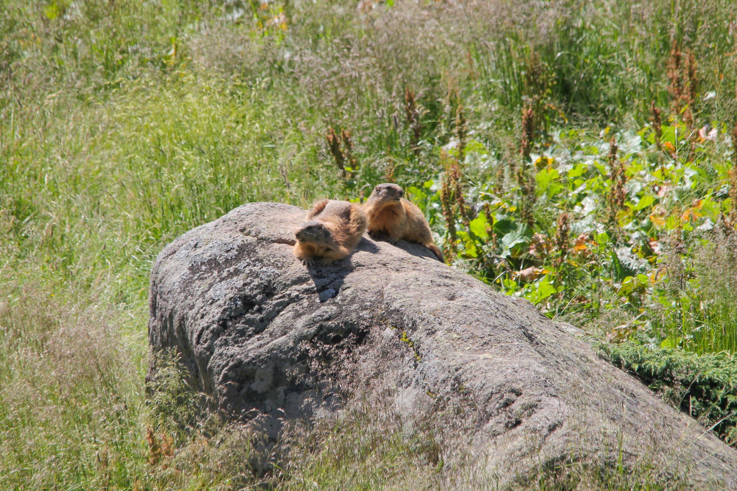 marmotta