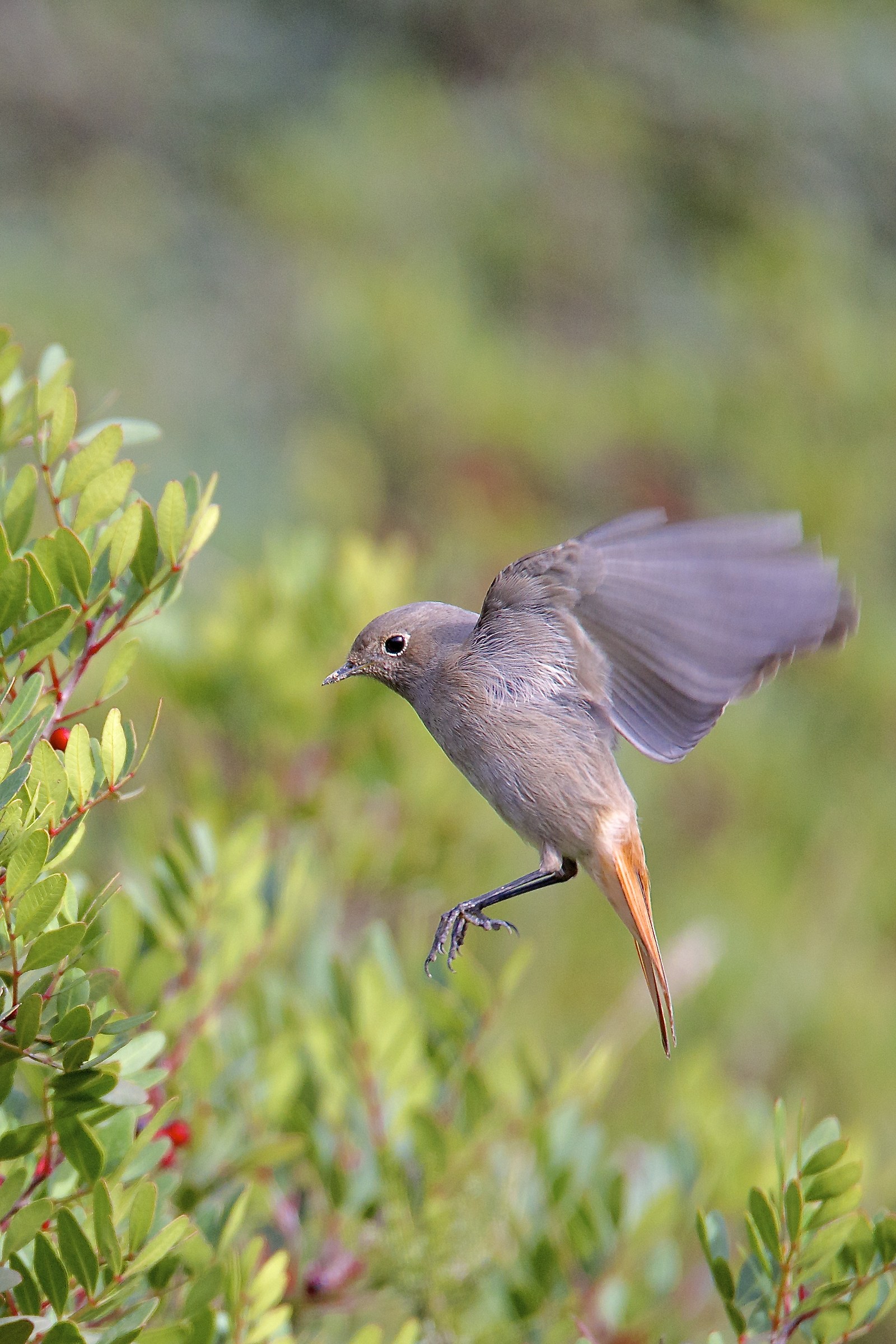 Codirosso spazzacamino