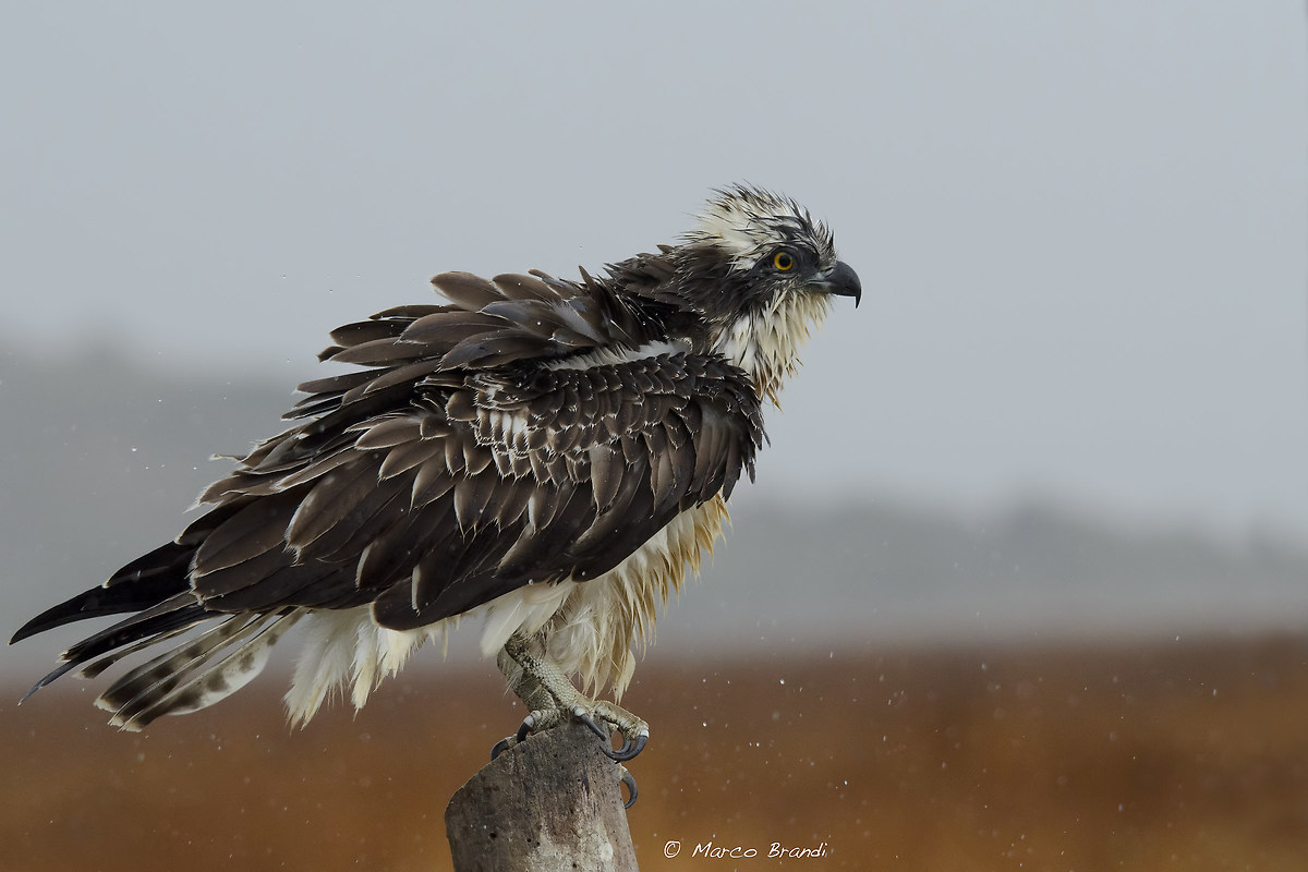 Osprey ruffled