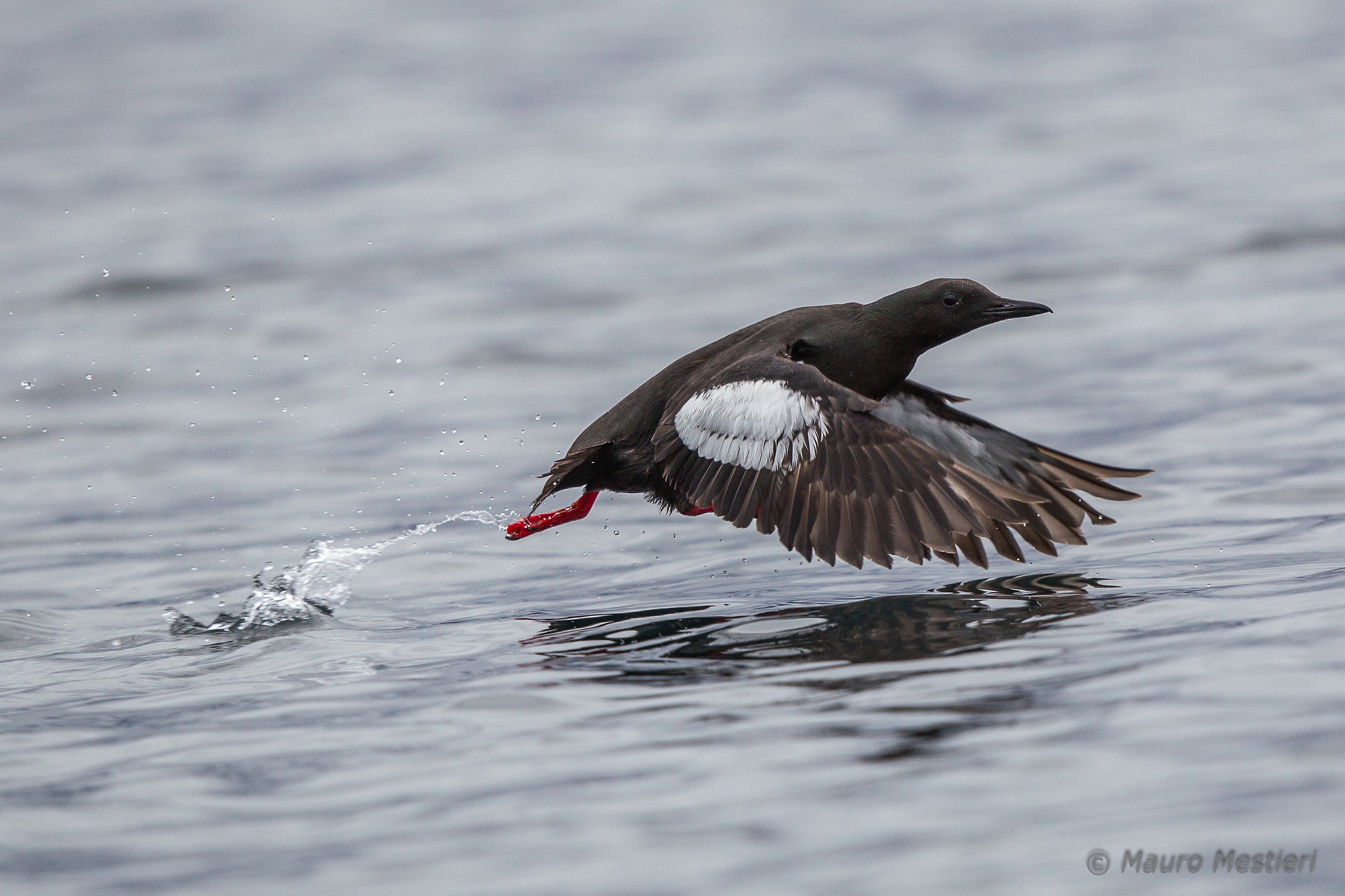 Black Guillemot