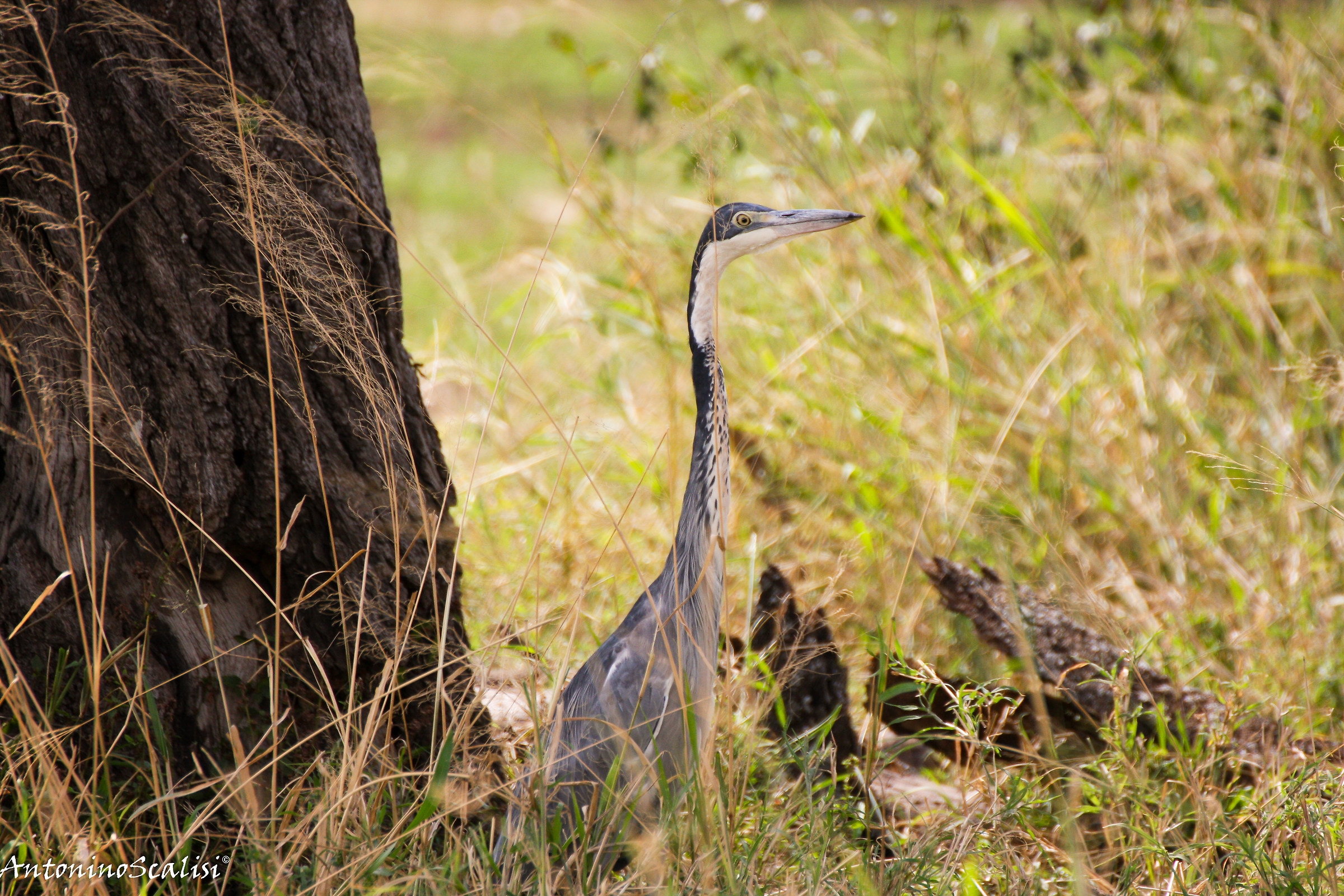 Airone dalla testa nera