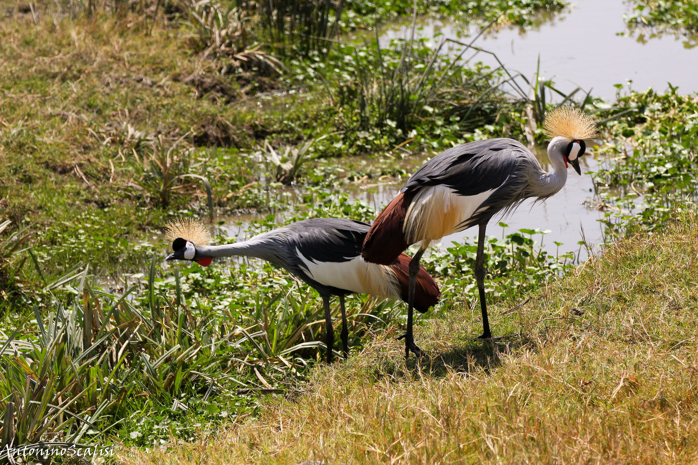 Crowned Crane