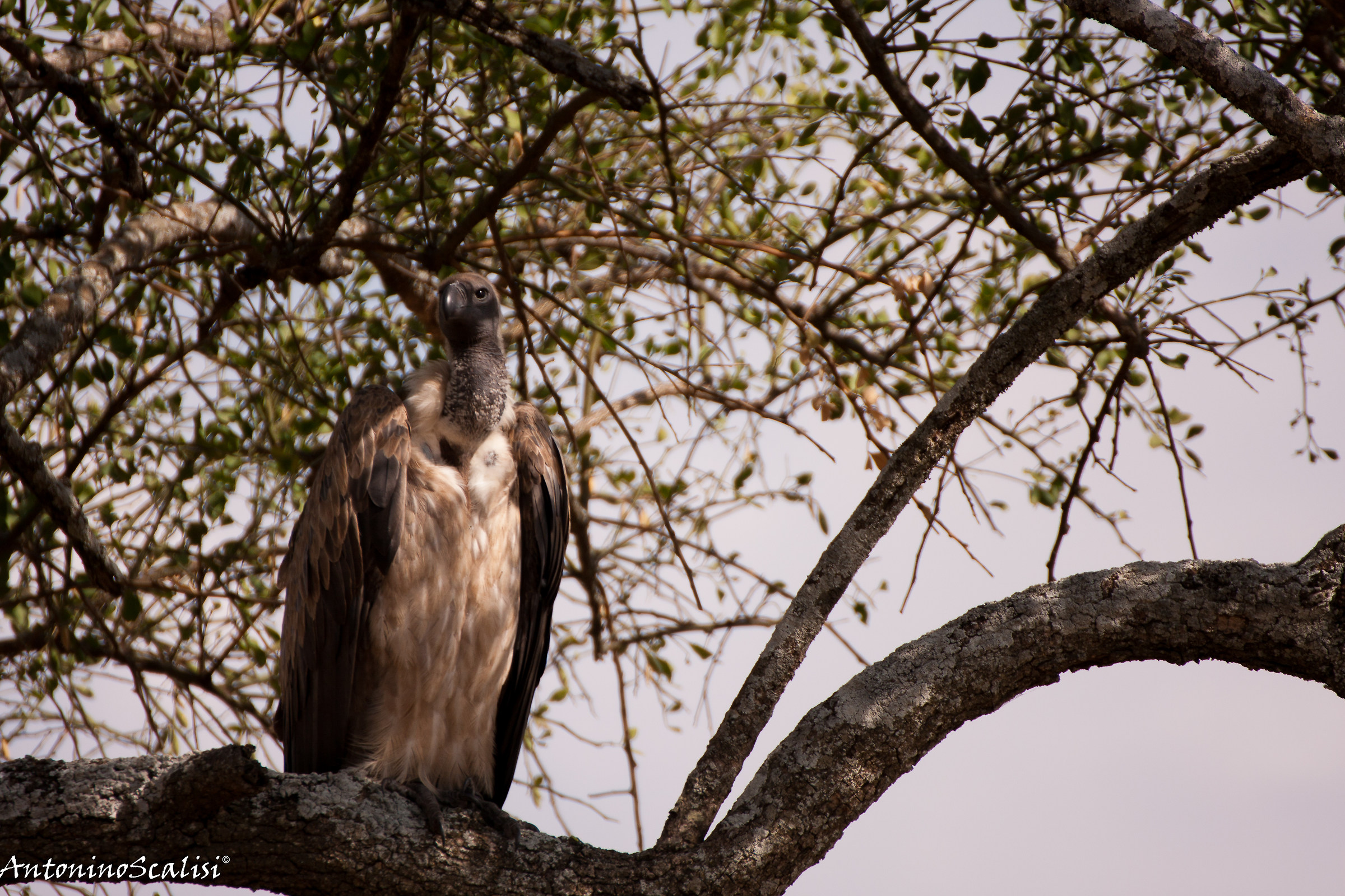 grifone dorsobianco africano(Gyps africanus)